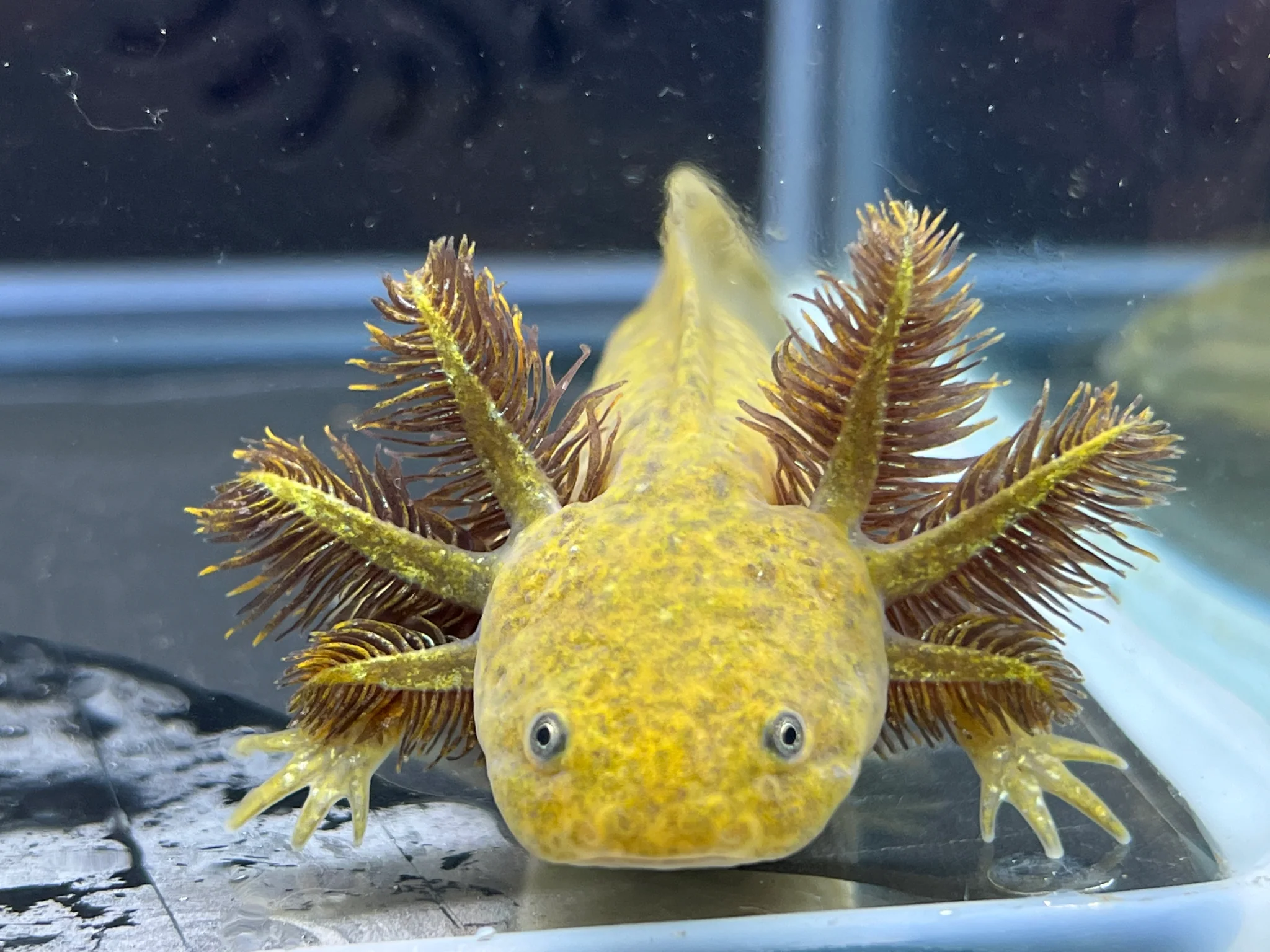 Dwarf Hypomelanistic