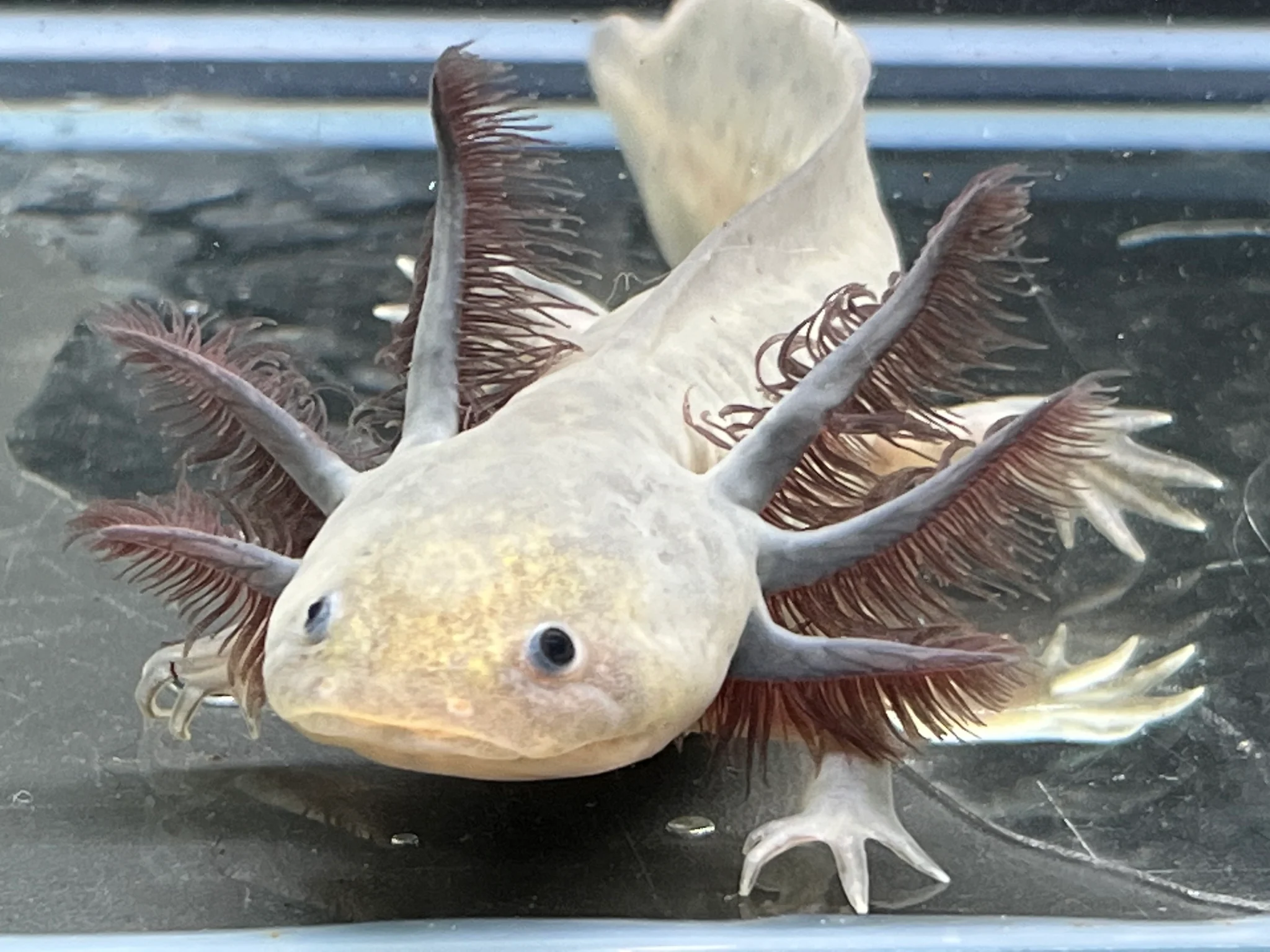 Melanoid