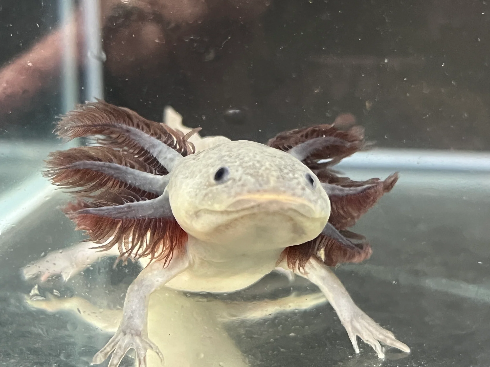 Melanoid Axanthic