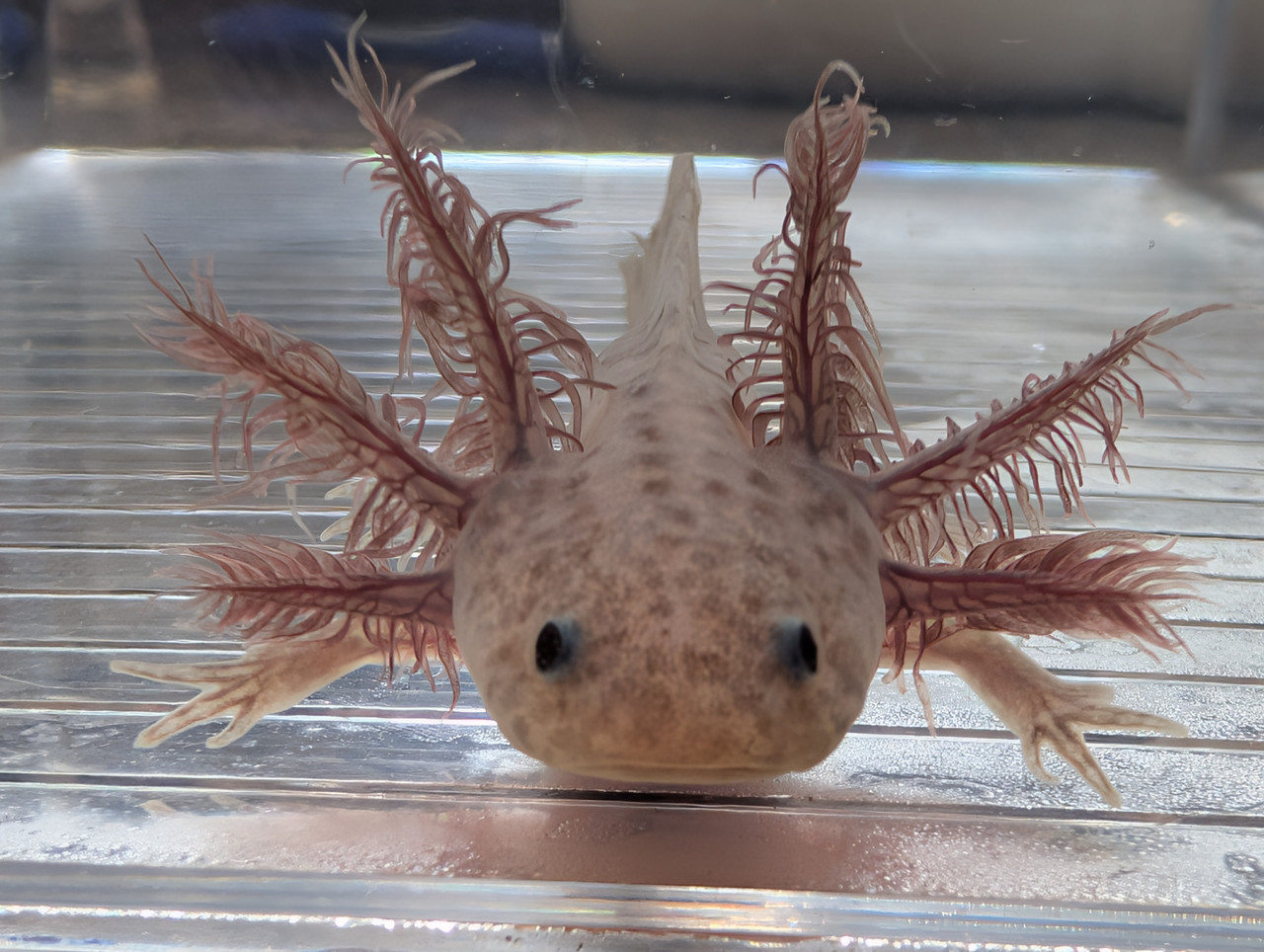 ~4-5" Hypomelanstic Axanthic