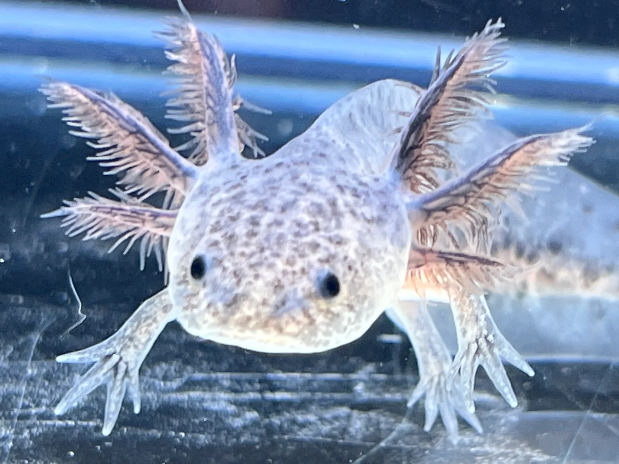 Axanthic