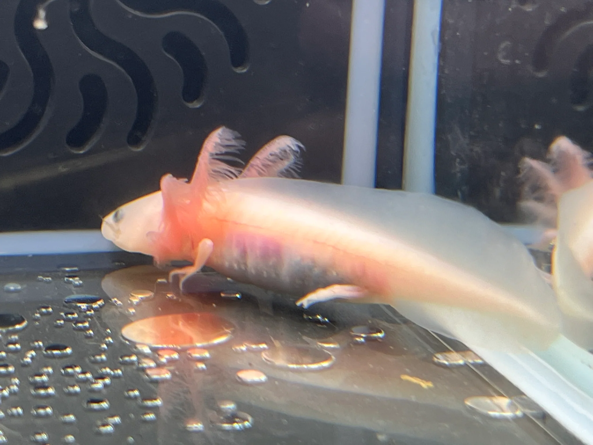 Leucistic