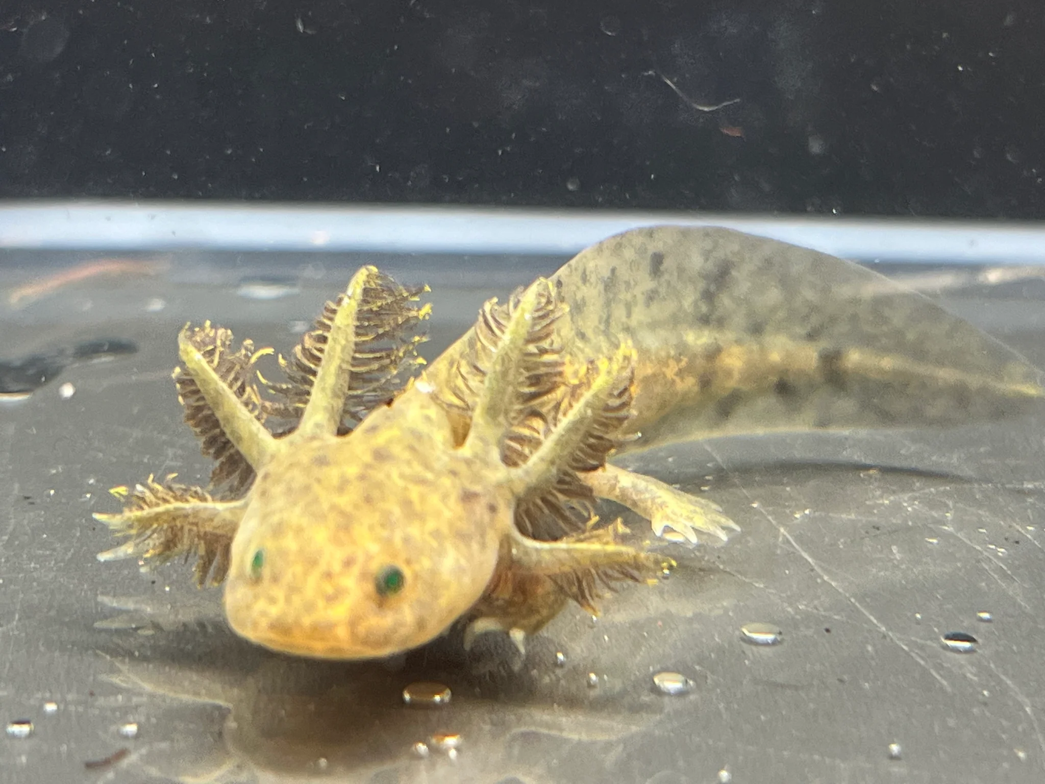 GFP Wild