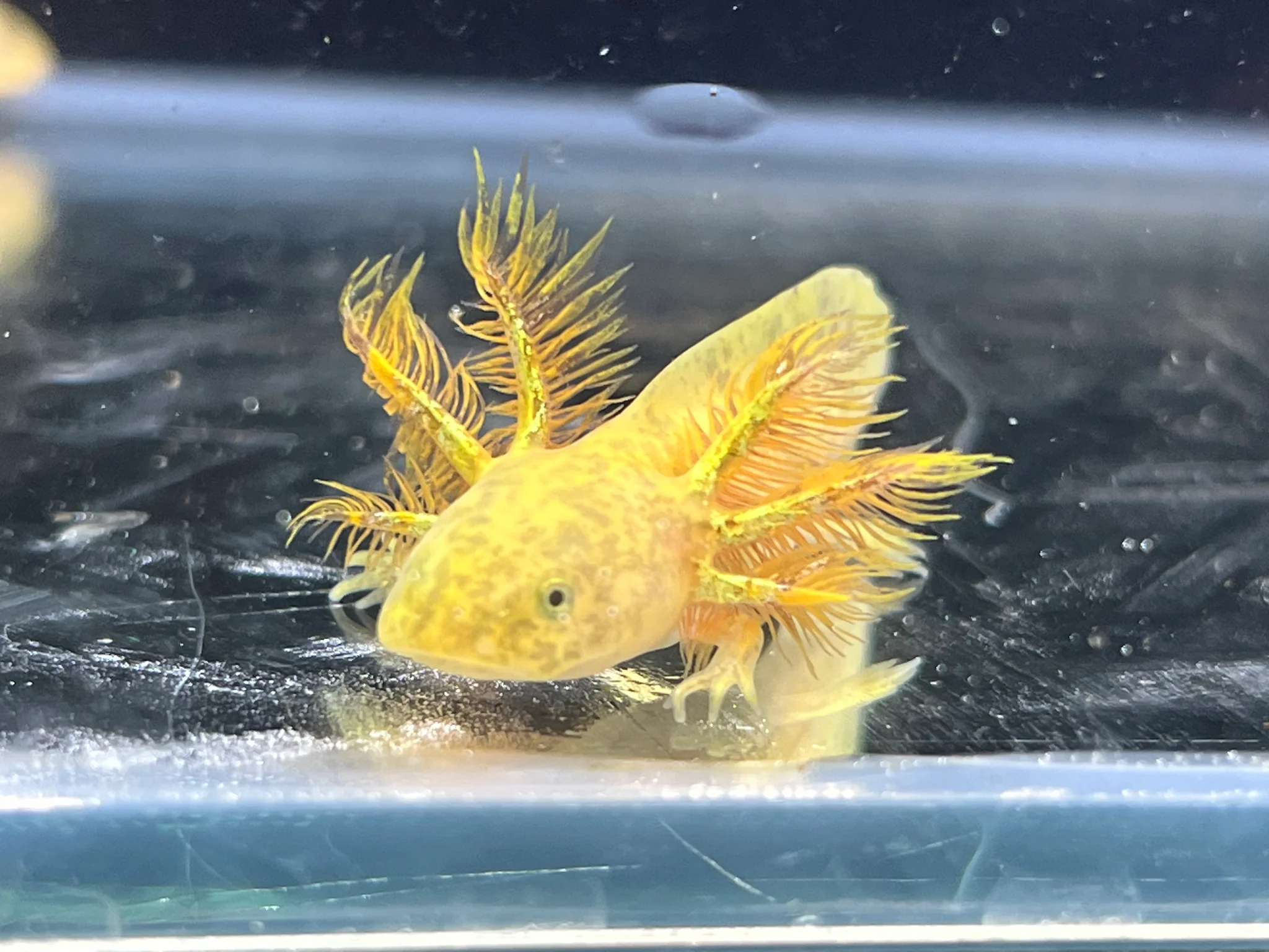 Gfp Copper