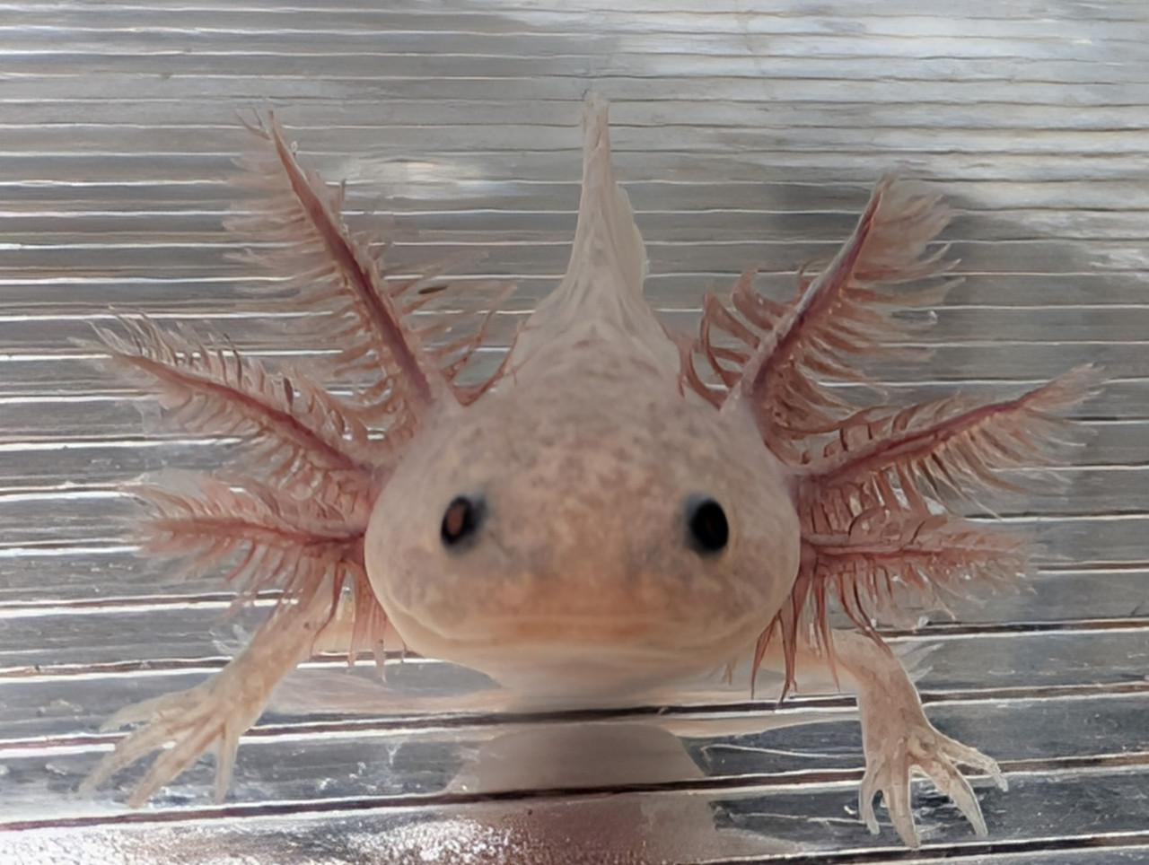 ~4" Copper. Axanthic