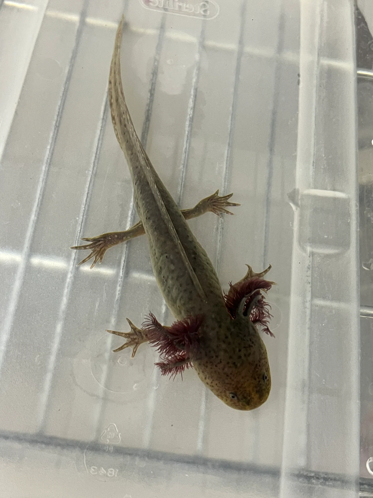 Male Wild