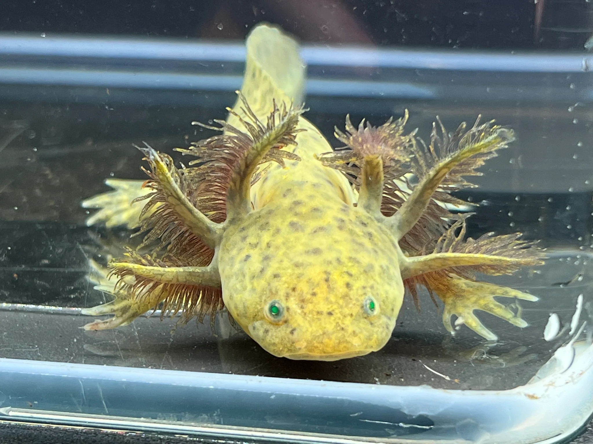 GFP Wild