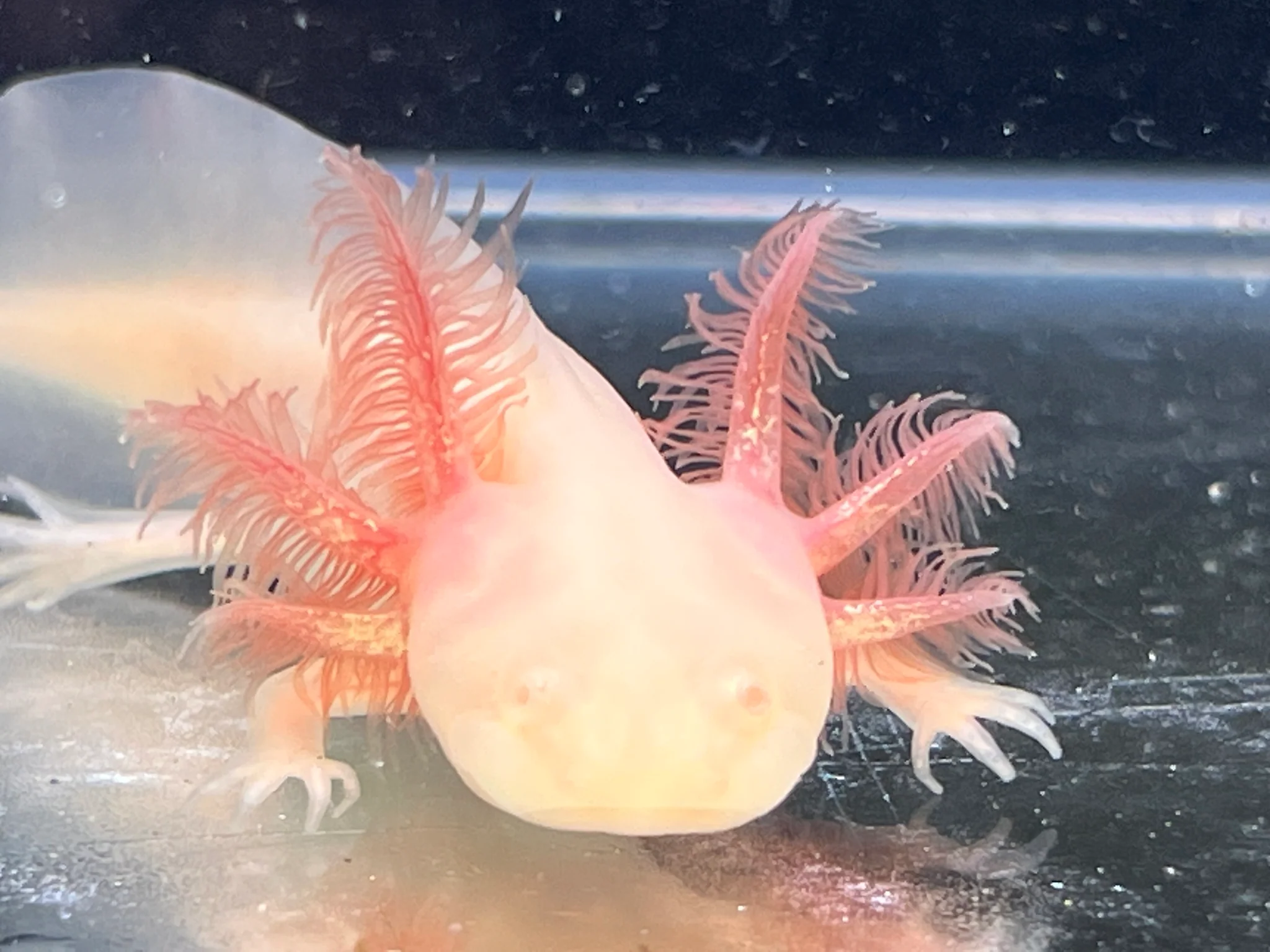 Nursery Choice White Albino