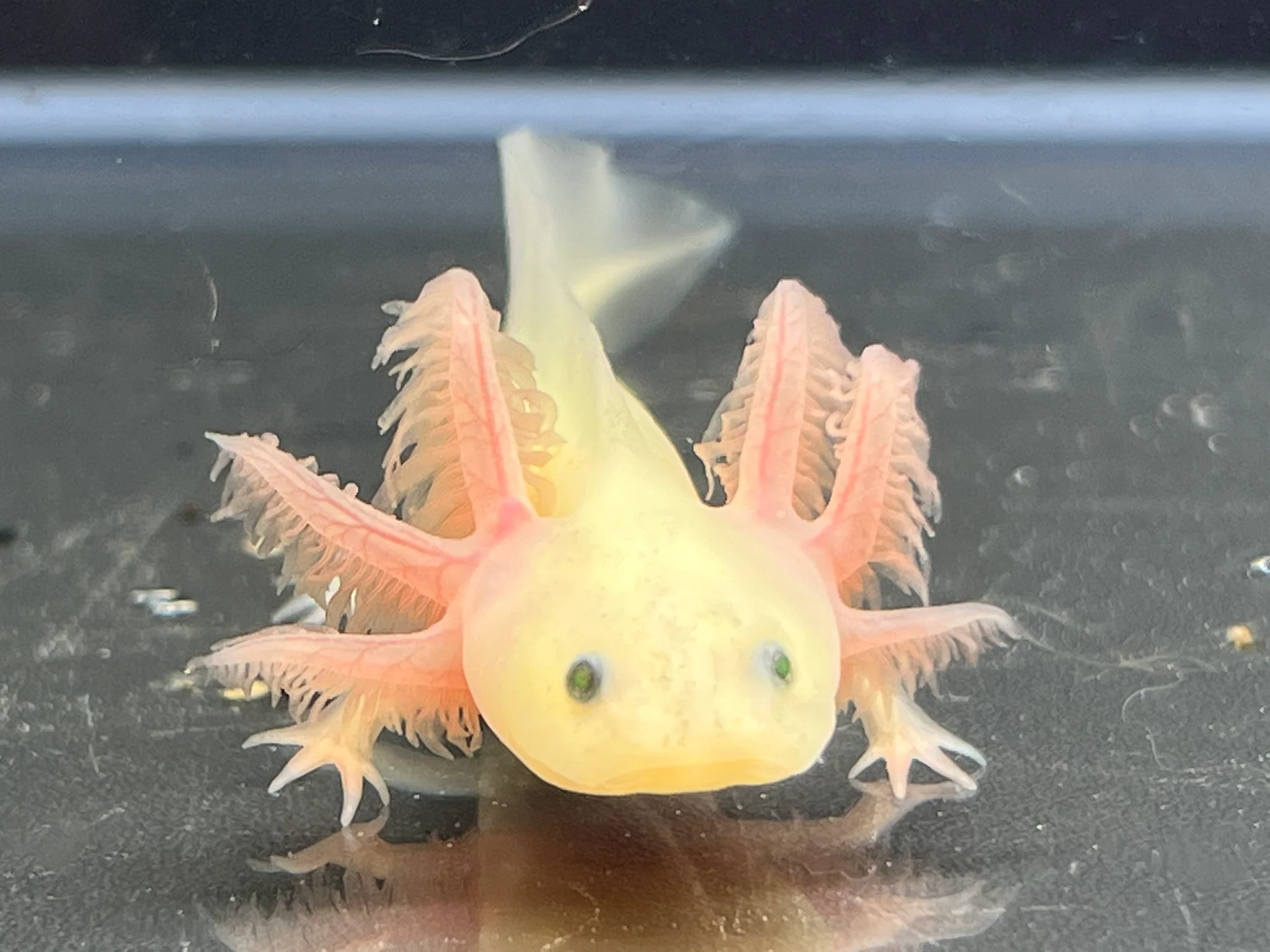 GFP Leucistic