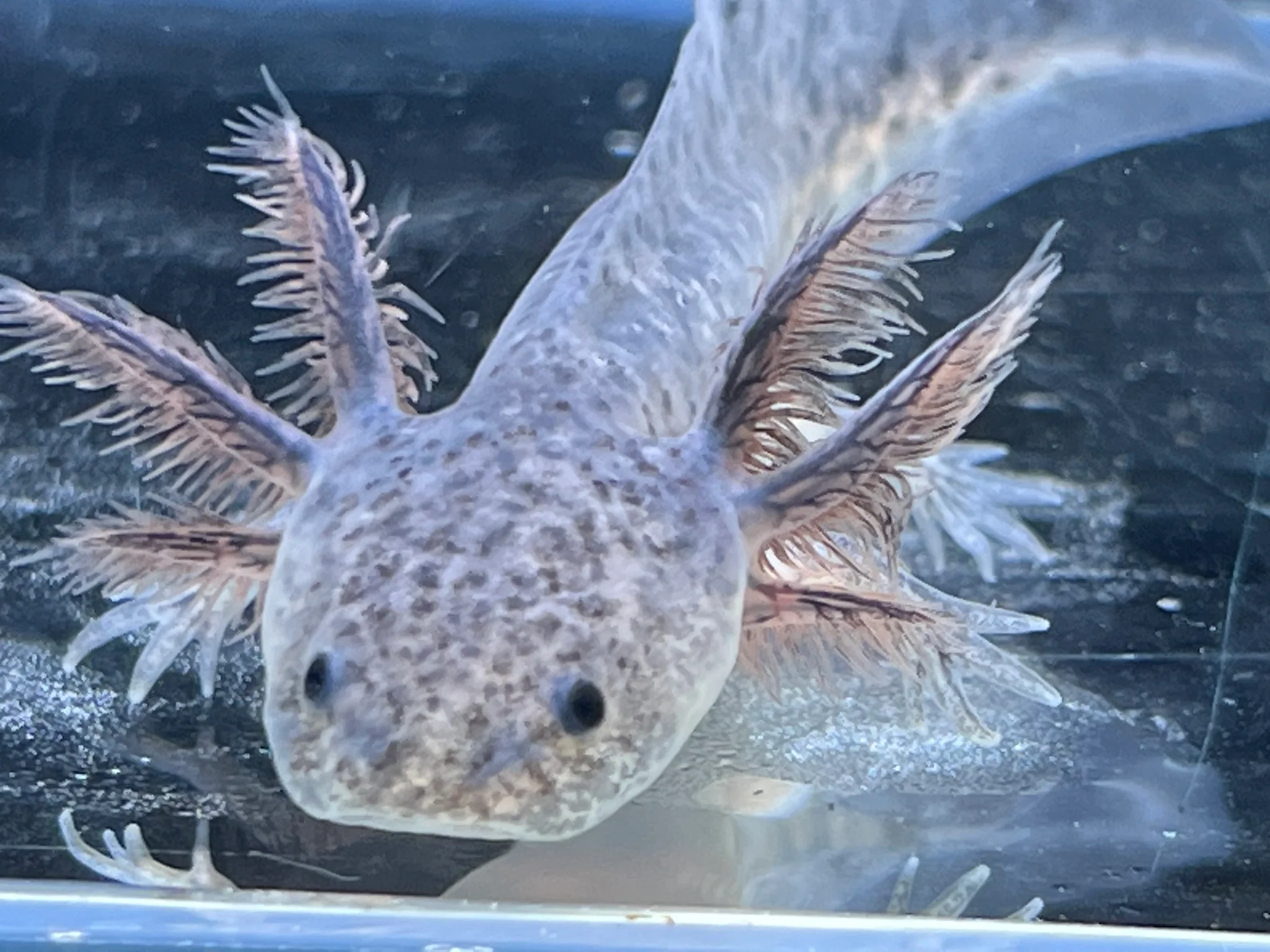 Axanthic