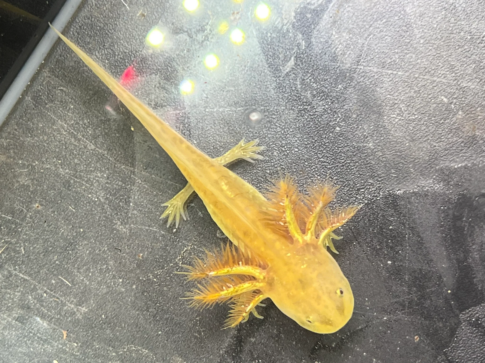 Hypo Copper