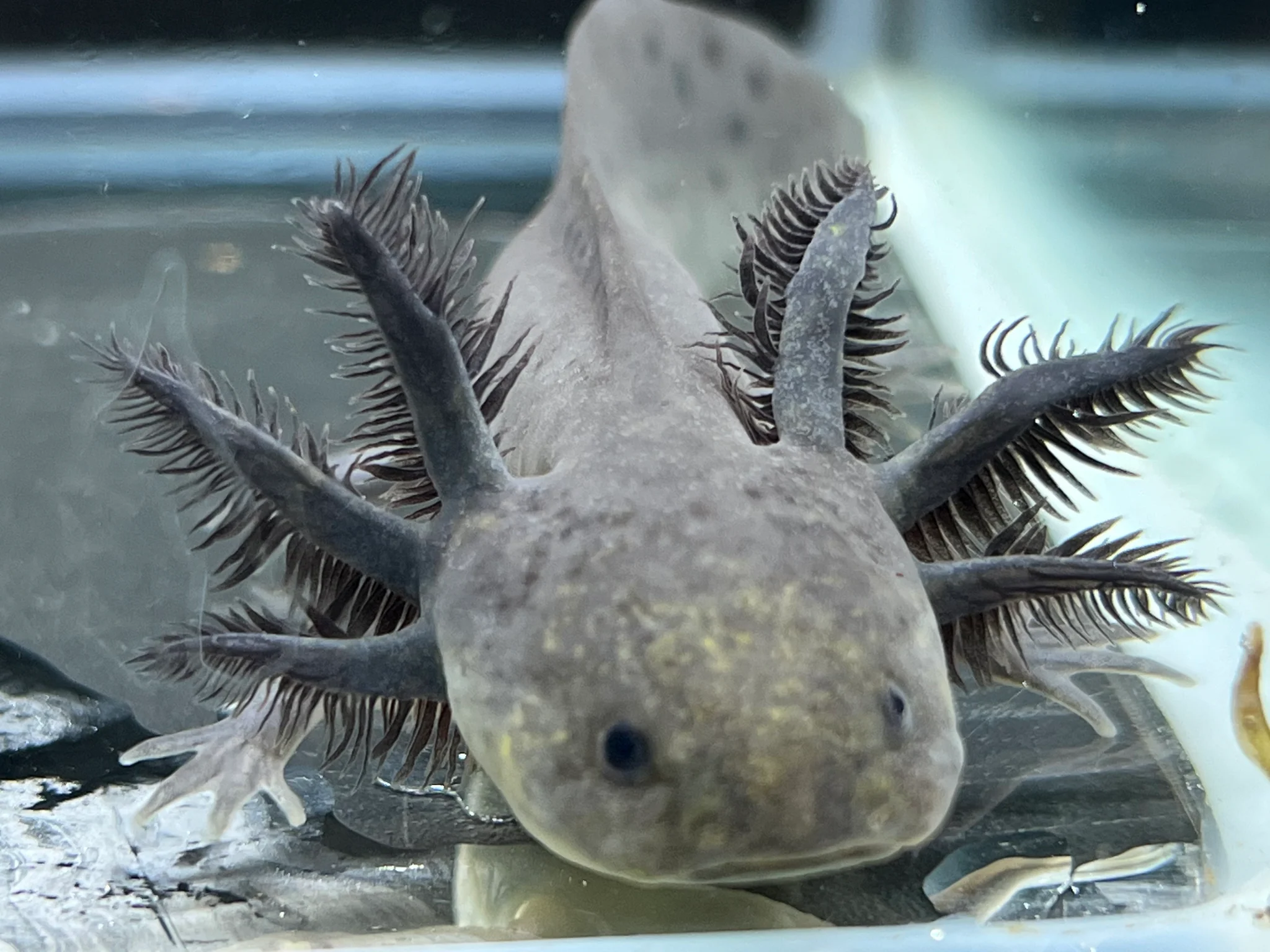 Melanoid