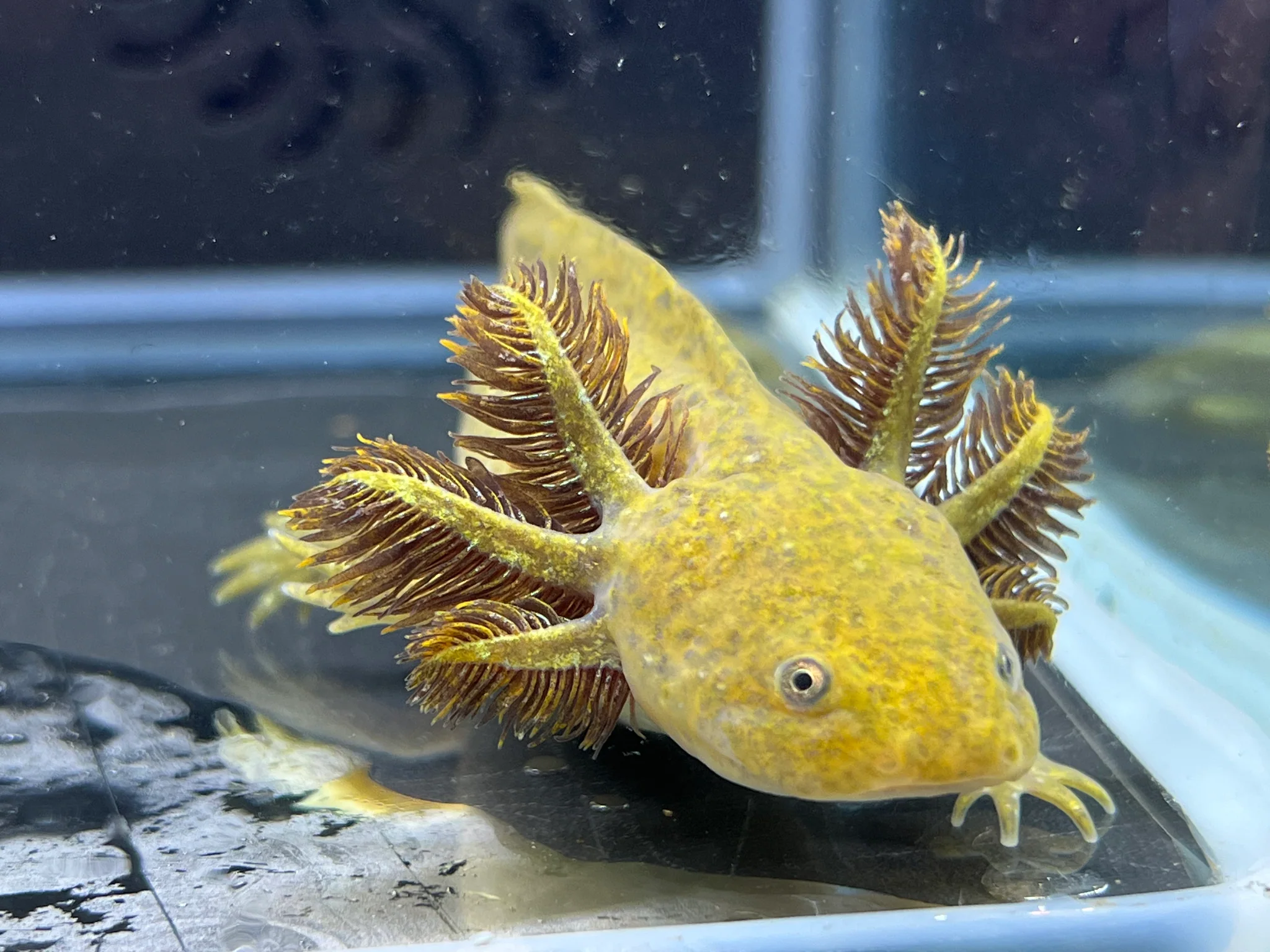Dwarf Hypomelanistic
