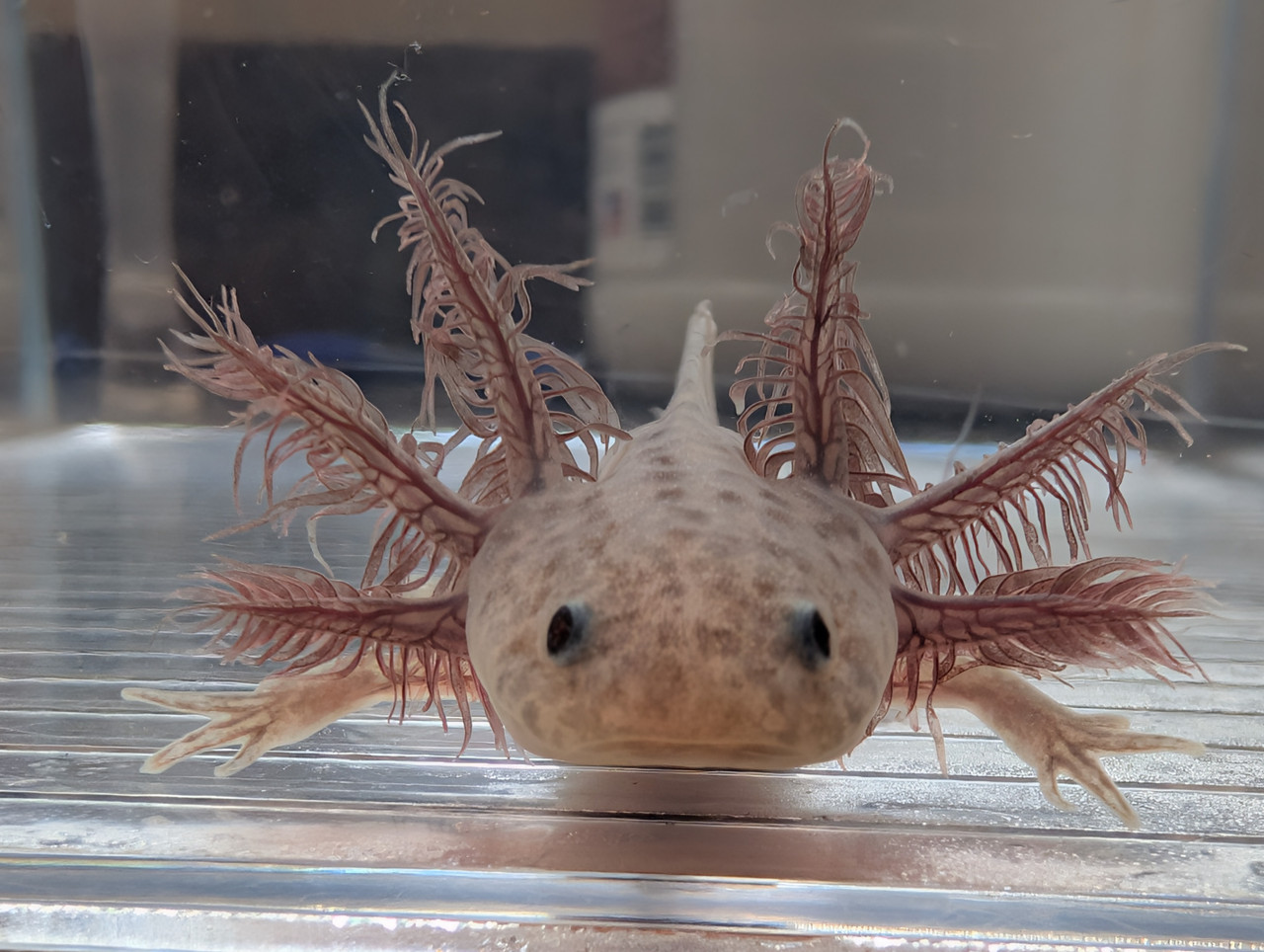 ~4-5" Hypomelanstic Axanthic