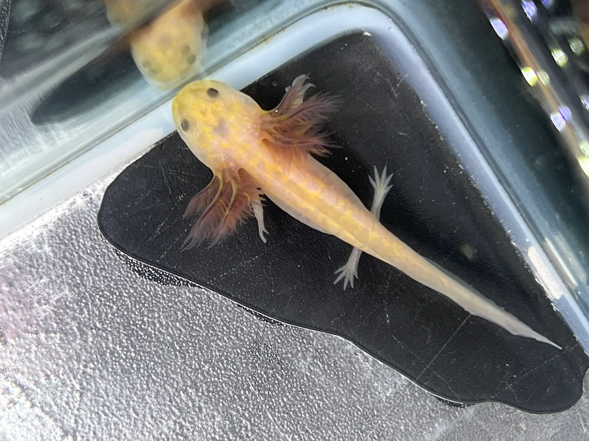 Hypo Copper Melanoid