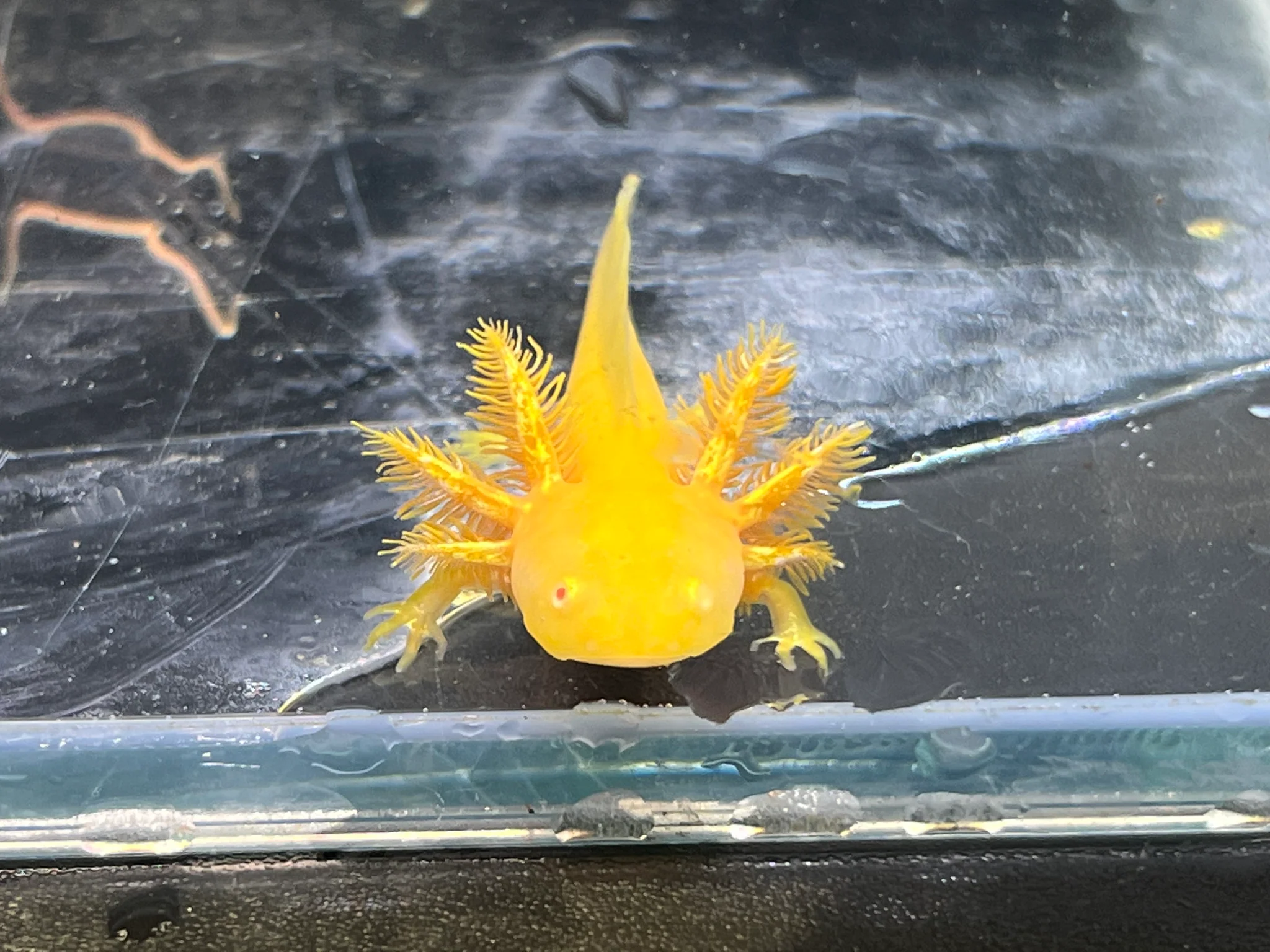 Hypo Copper Albino/Copper Albino Split