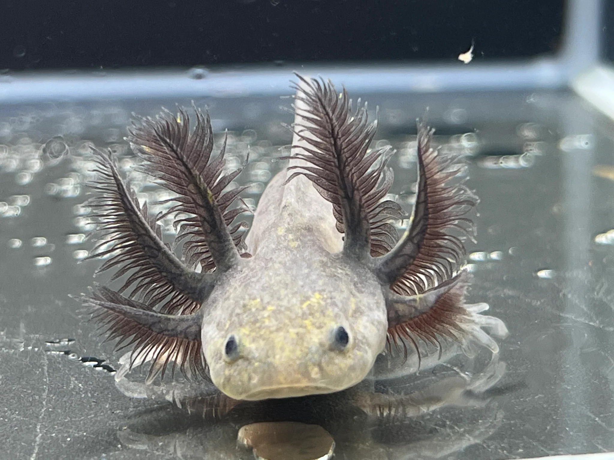 Melanoid