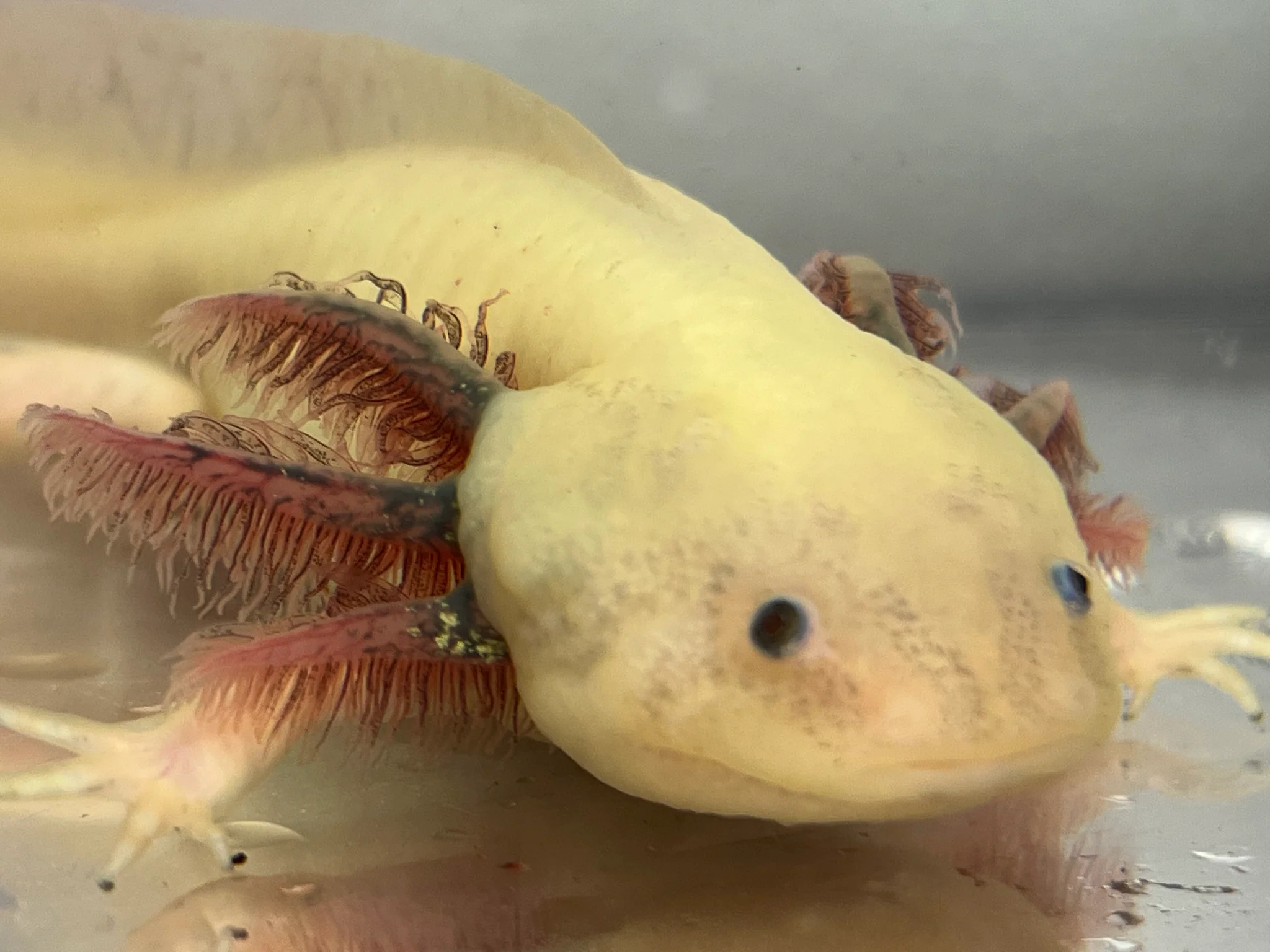 Male Dirty Dark Gill Leucistic Axolotl