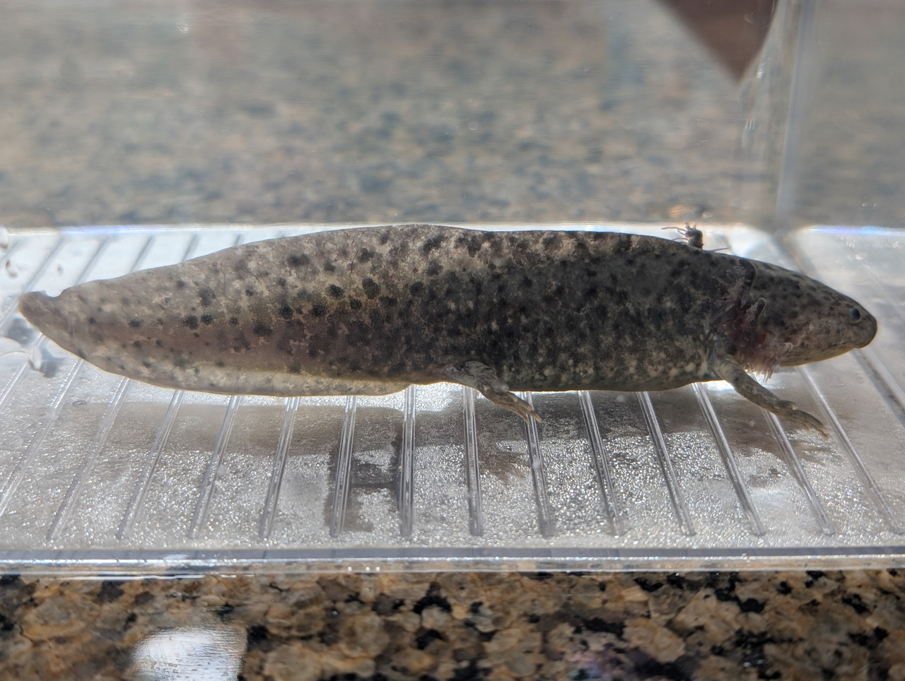 ~6" Axanthic
