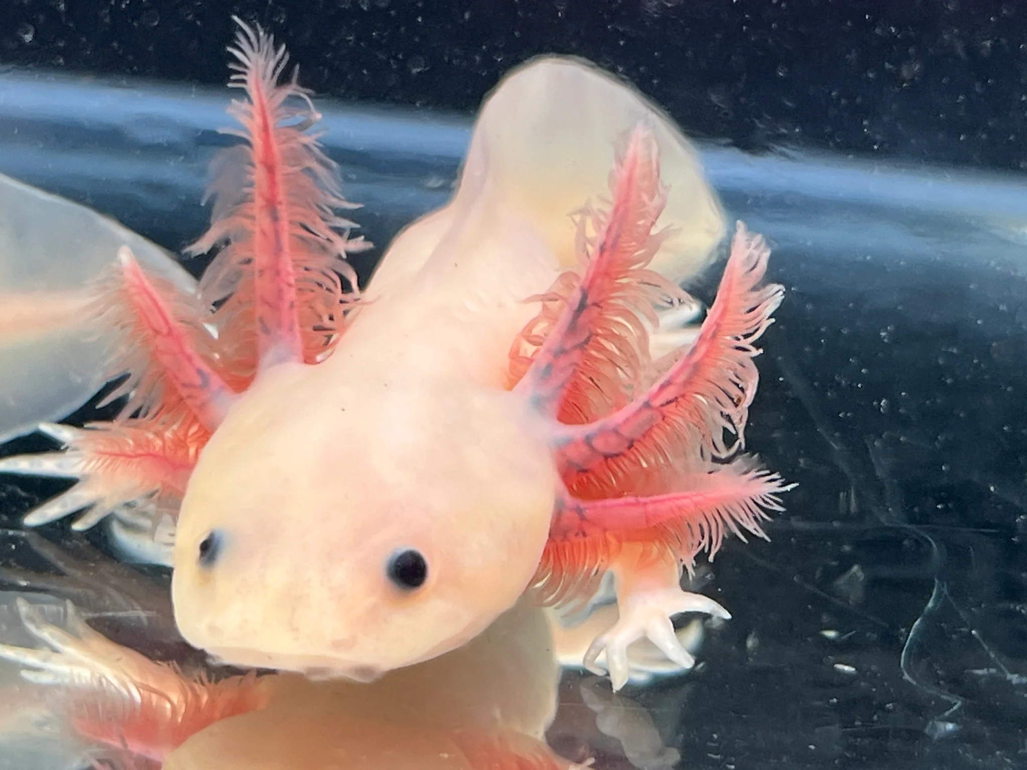 Axanthic Melanoid Leucistic