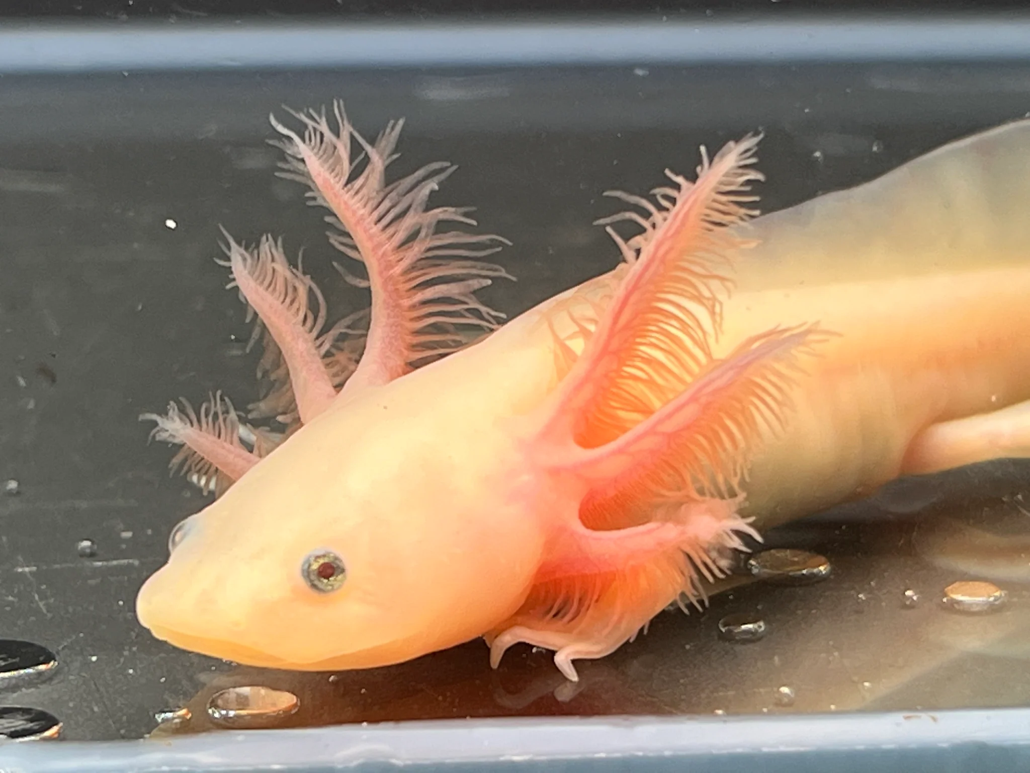 Leucistic