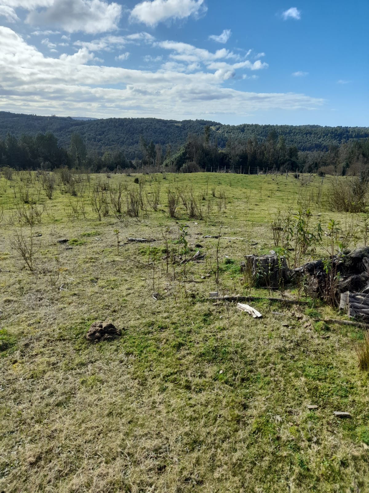 VENDO - Campo de 59 Ha en Quellón