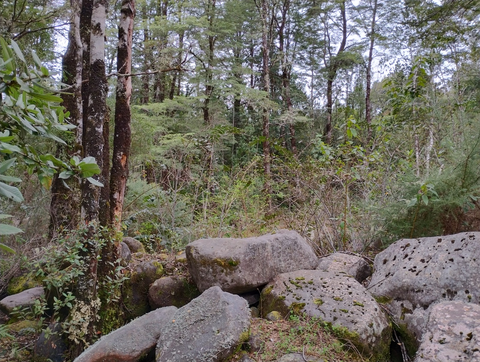 VENDO - Parcela de 9326 m2 Sector Cumbre Río Pescado, Pto. Varas