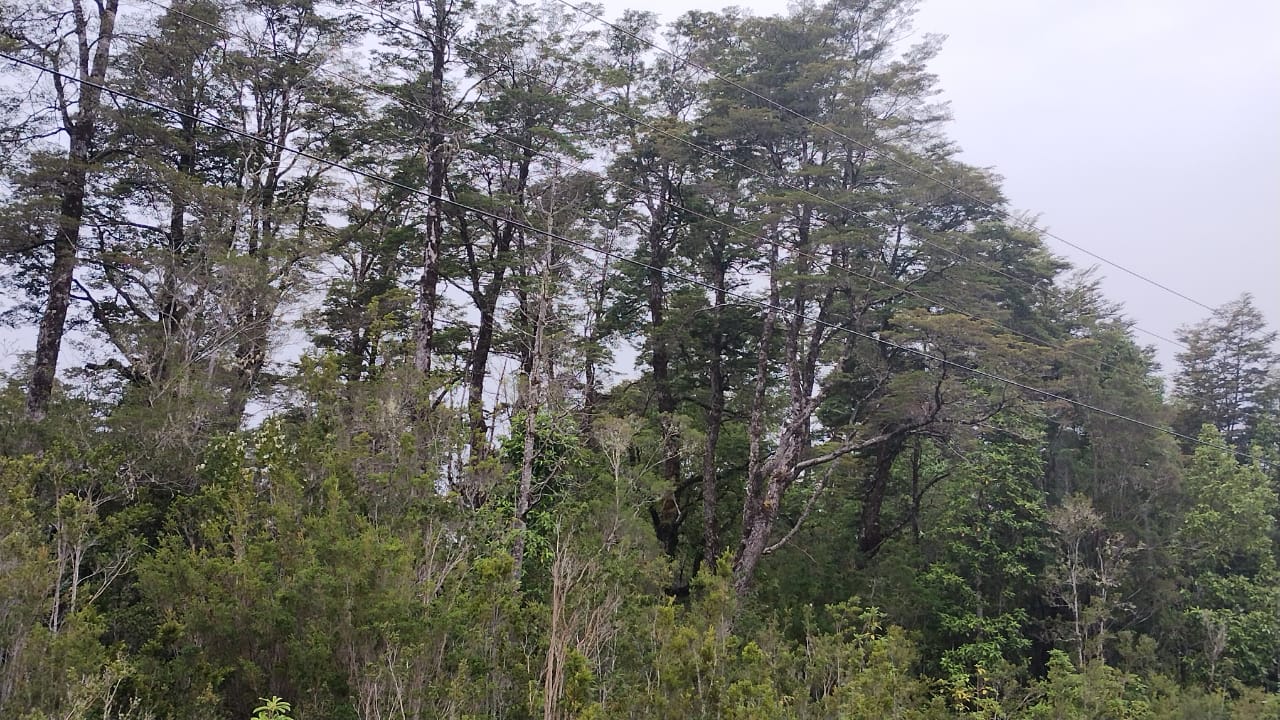 VENDO - Campo de 45.5 ha en Rio Puelo, Sector Yates