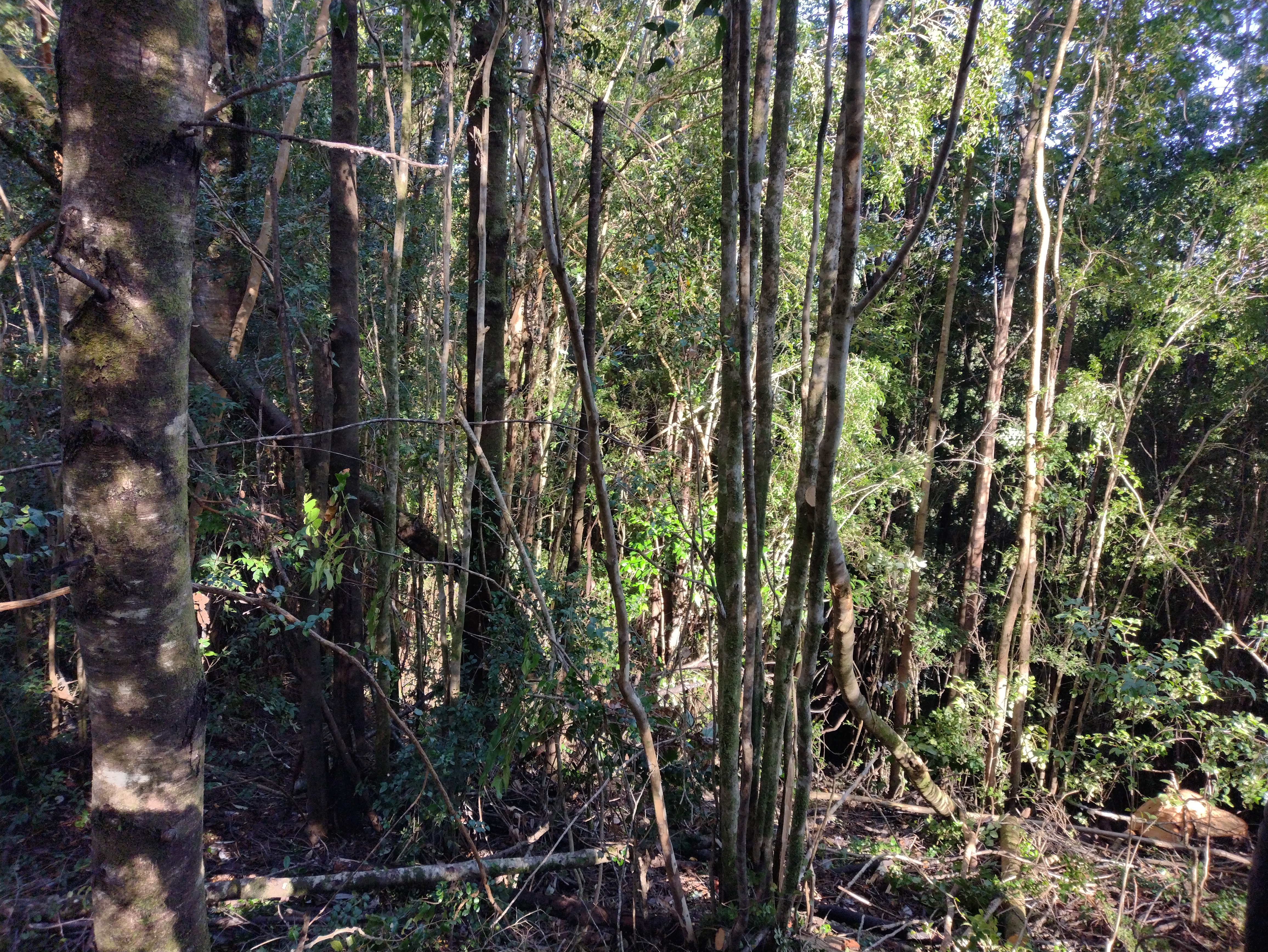 VENDO - CAMPO 82 HA EN PARGUA