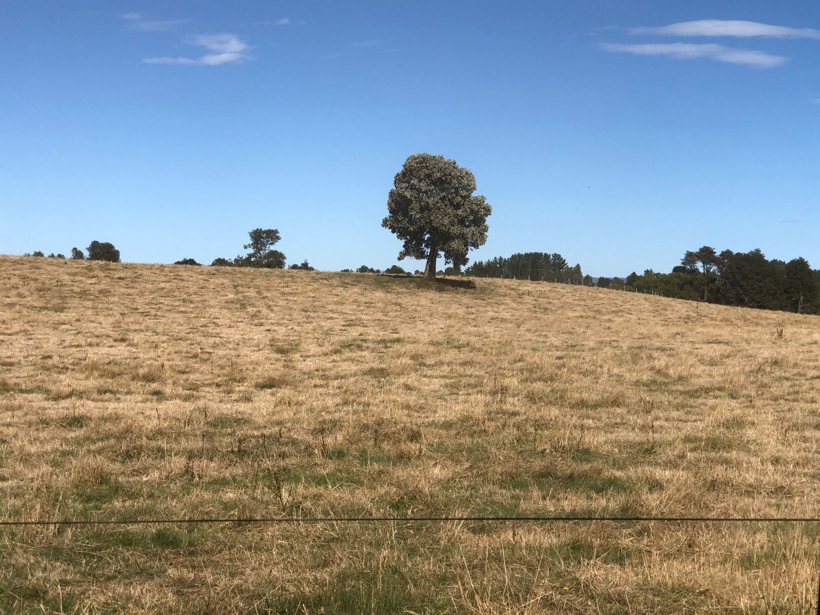 VENDO - CAMPO DE 205 HA EN FRESIA