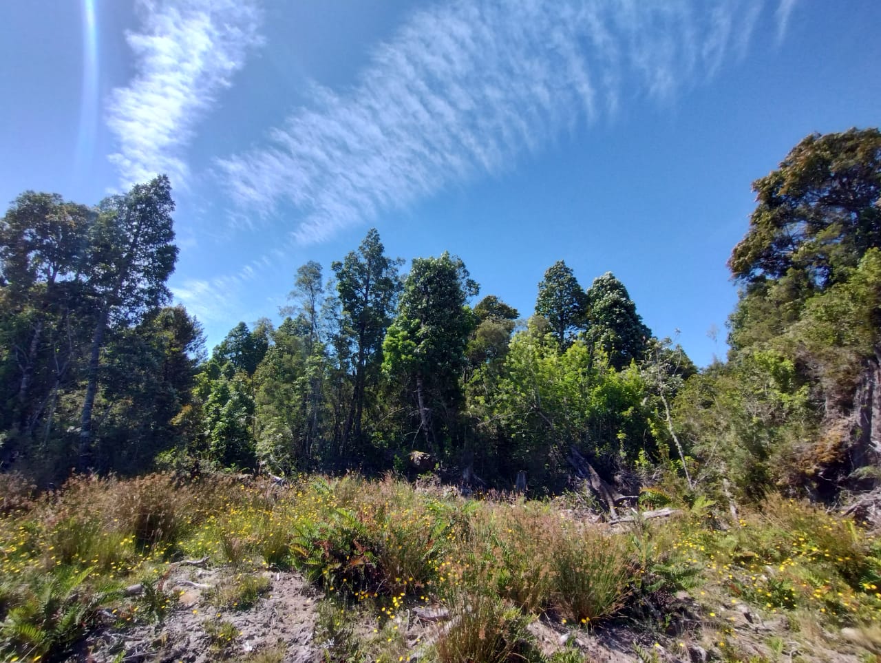 VENDO - Parcela 9800 m2 cerca de Colonia Tres Puentes, Pto. Varas