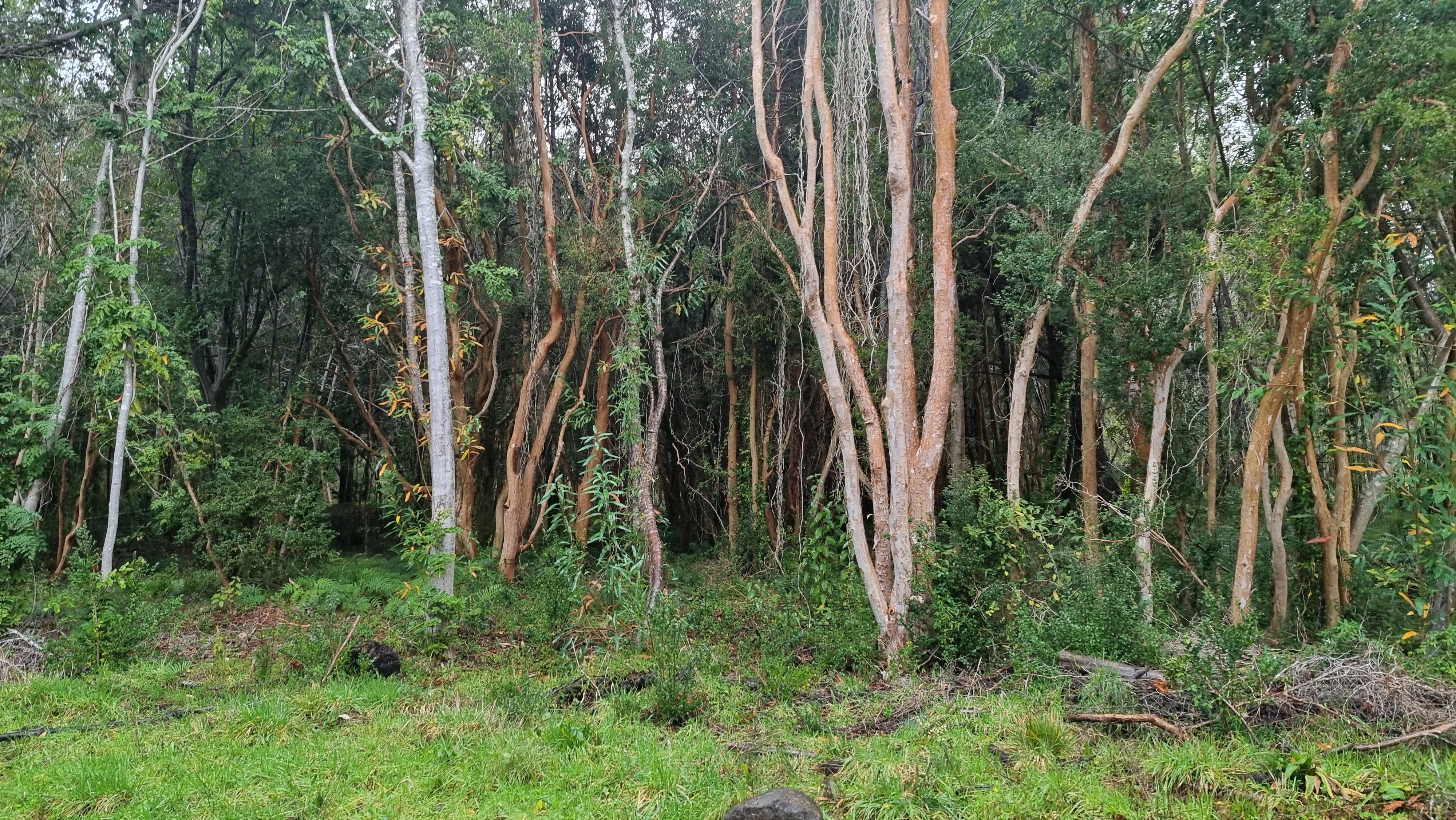 PARCELACIÓN EN RÍO TEPÚ, PARCELAS DESDE 2.500 UF