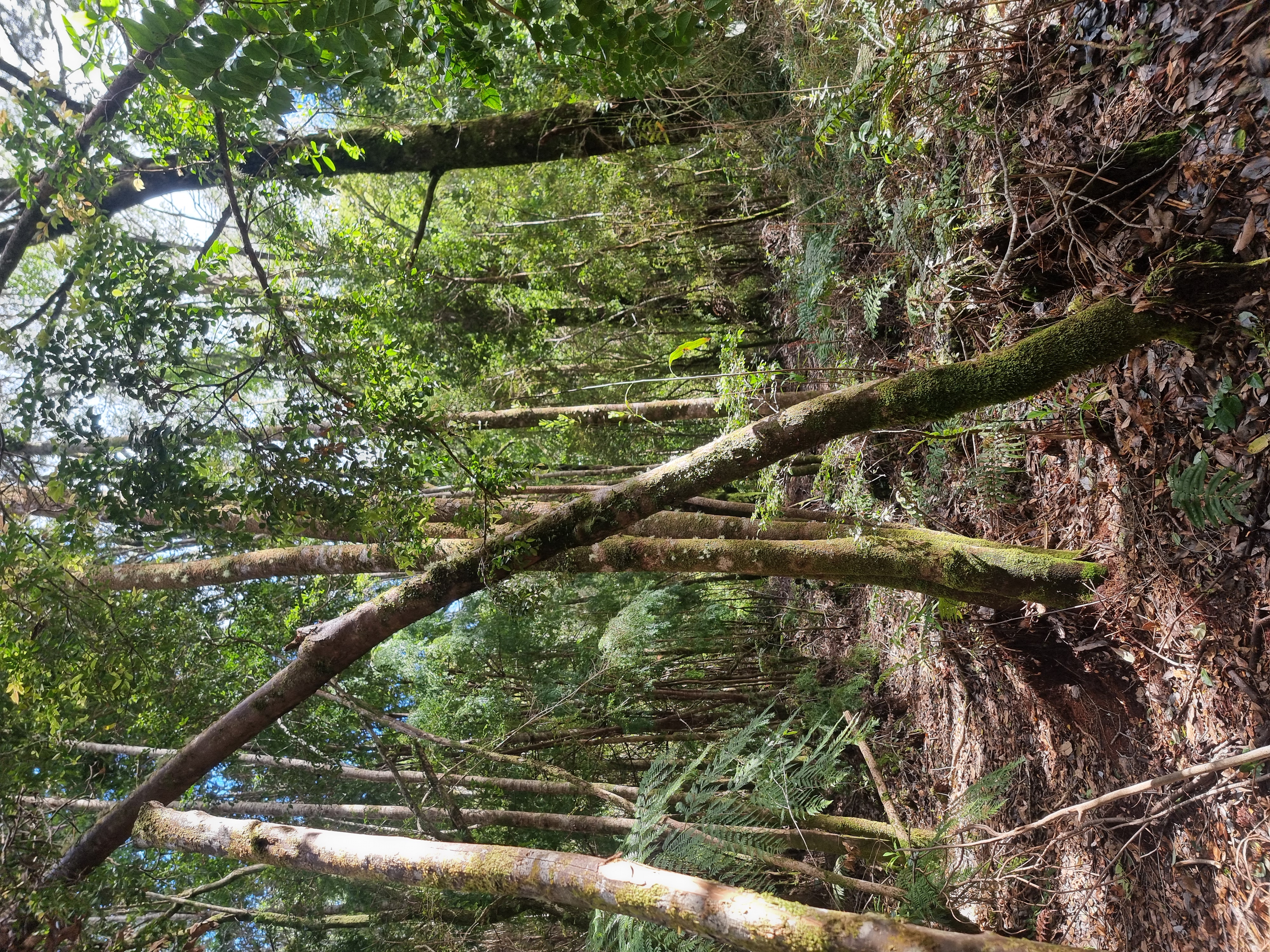 PARCELAS EN PUERTO MONTT, CONDOMINIO PLAYA CHAMIZA