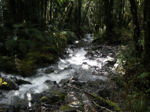 VENDO - Campo de 112 Há,  Sector Rio Puelo