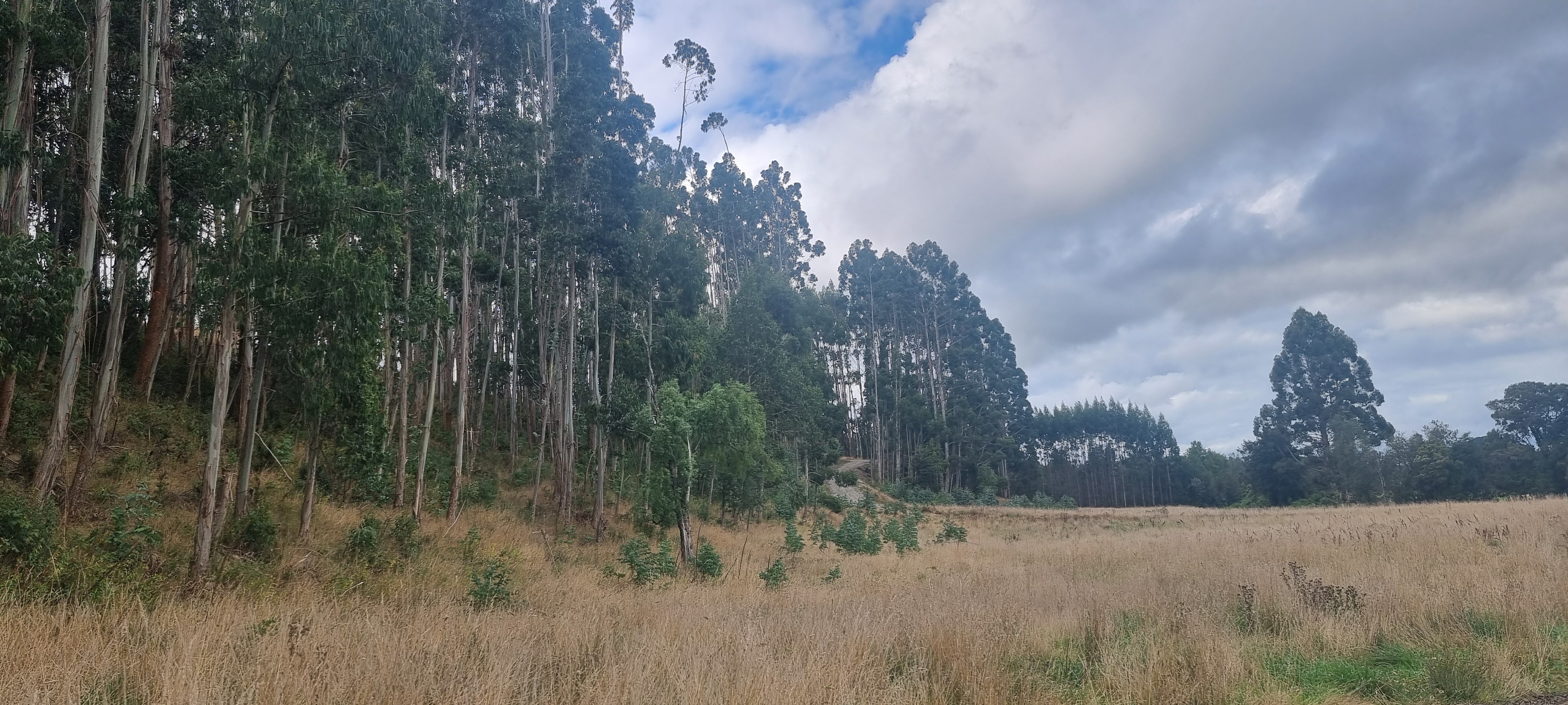 VENDO -  2 Parcelas en Terrazas de Puerto Varas, Nueva Braunau
