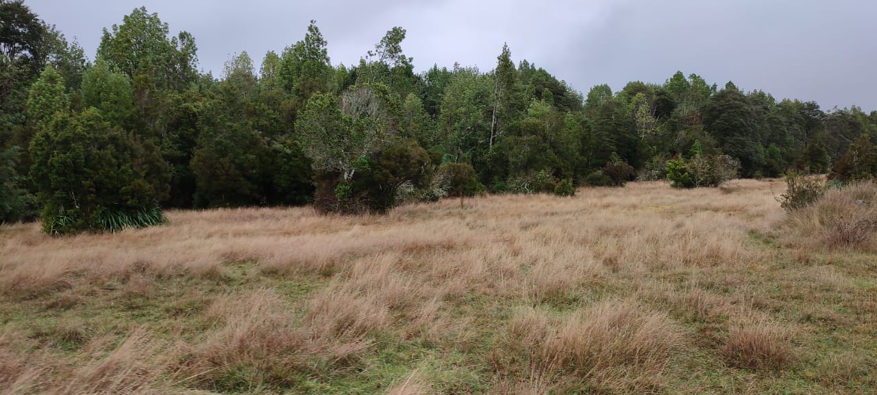 VENDO - Campo de 67 Há Sector Cadiquen, Maullín