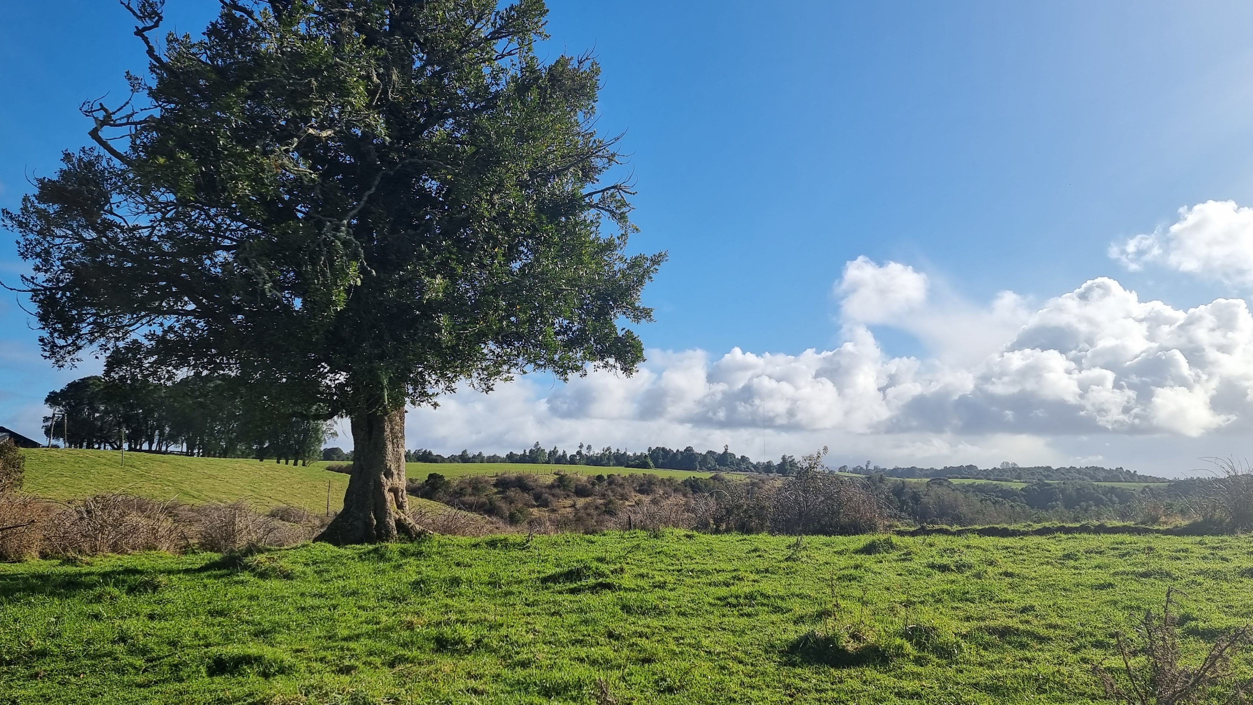 CAMPO 245 HA EN LOS MUERMOS