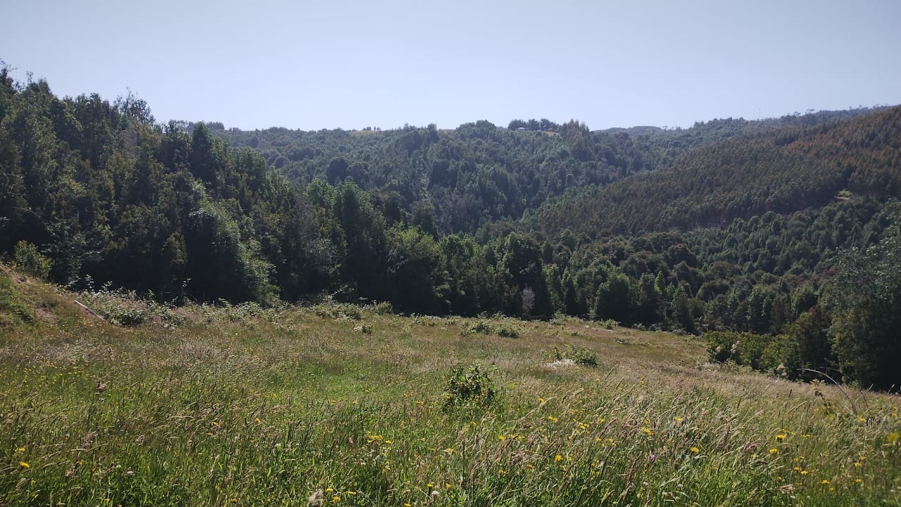 VENDO - Parcela de 5000 m2 en Estaquilla