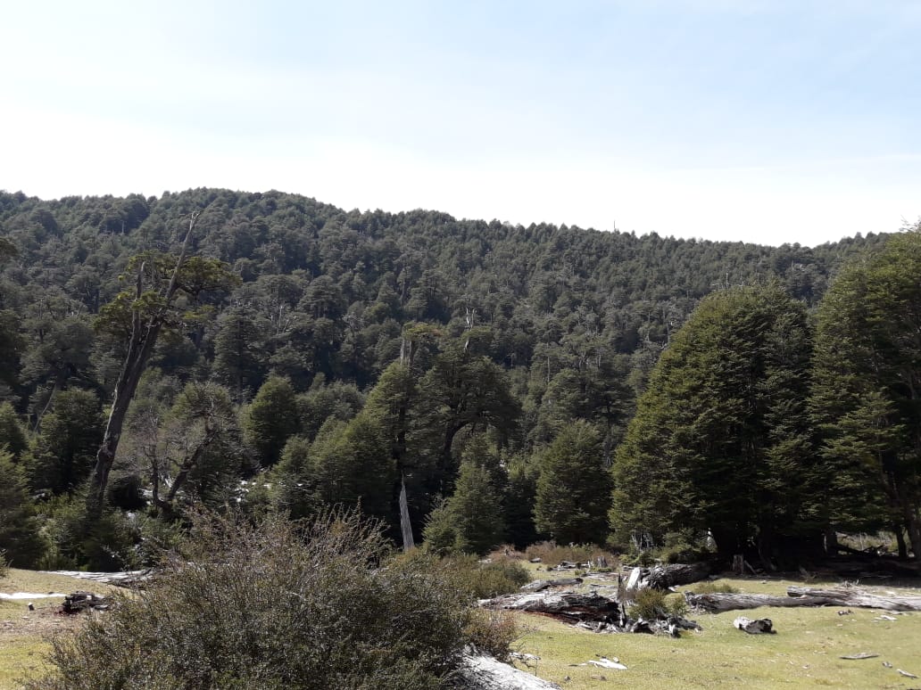 PARCELACIÓN SANTA NORMA MELIPEUCO