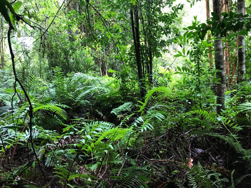 VENDO - Parcela de 9326 m2 Sector Cumbre Río Pescado, Pto. Varas