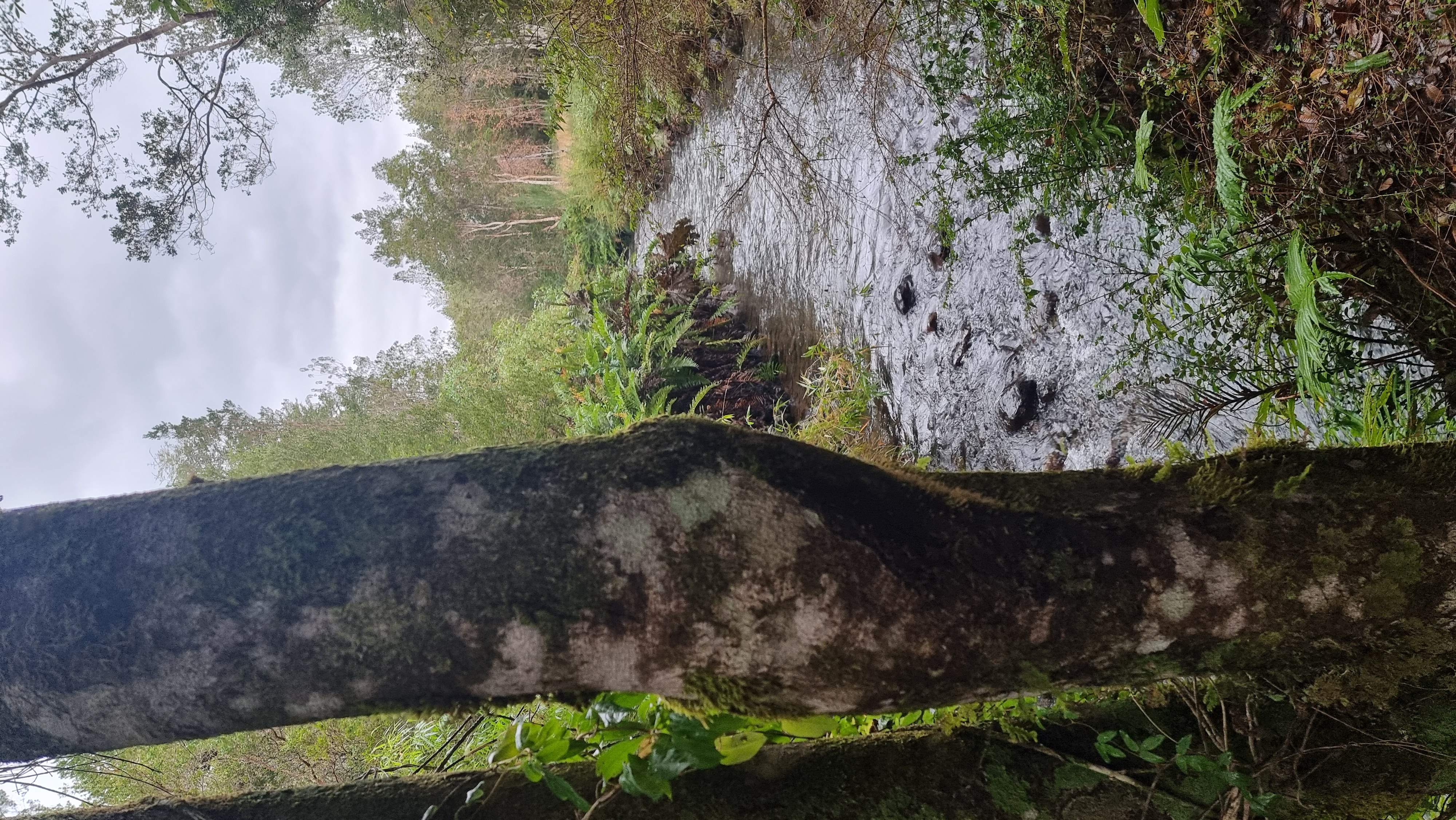 PARCELACIÓN EN RÍO TEPÚ, PARCELAS DESDE 2.500 UF
