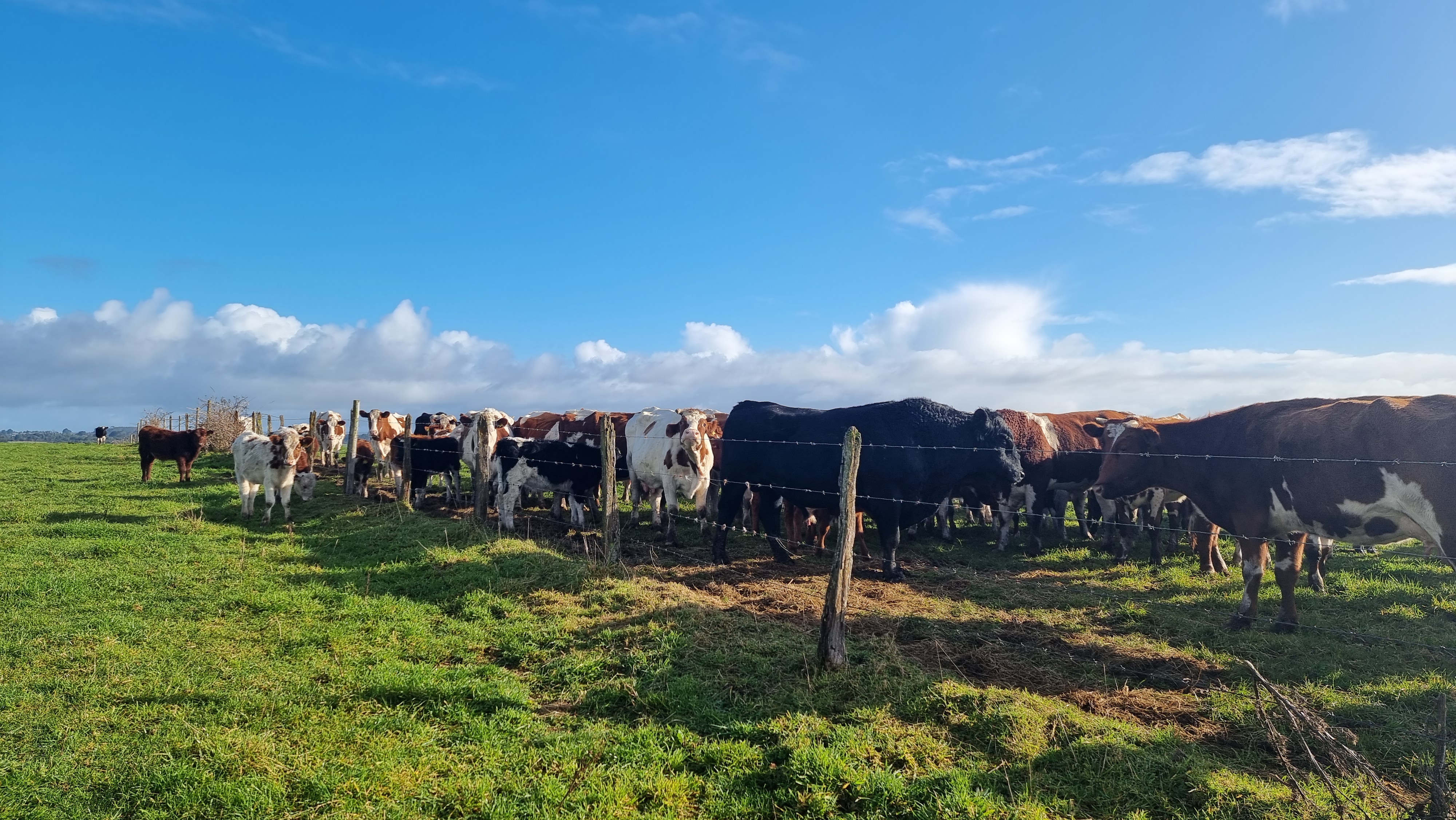 CAMPO 245 HA EN LOS MUERMOS
