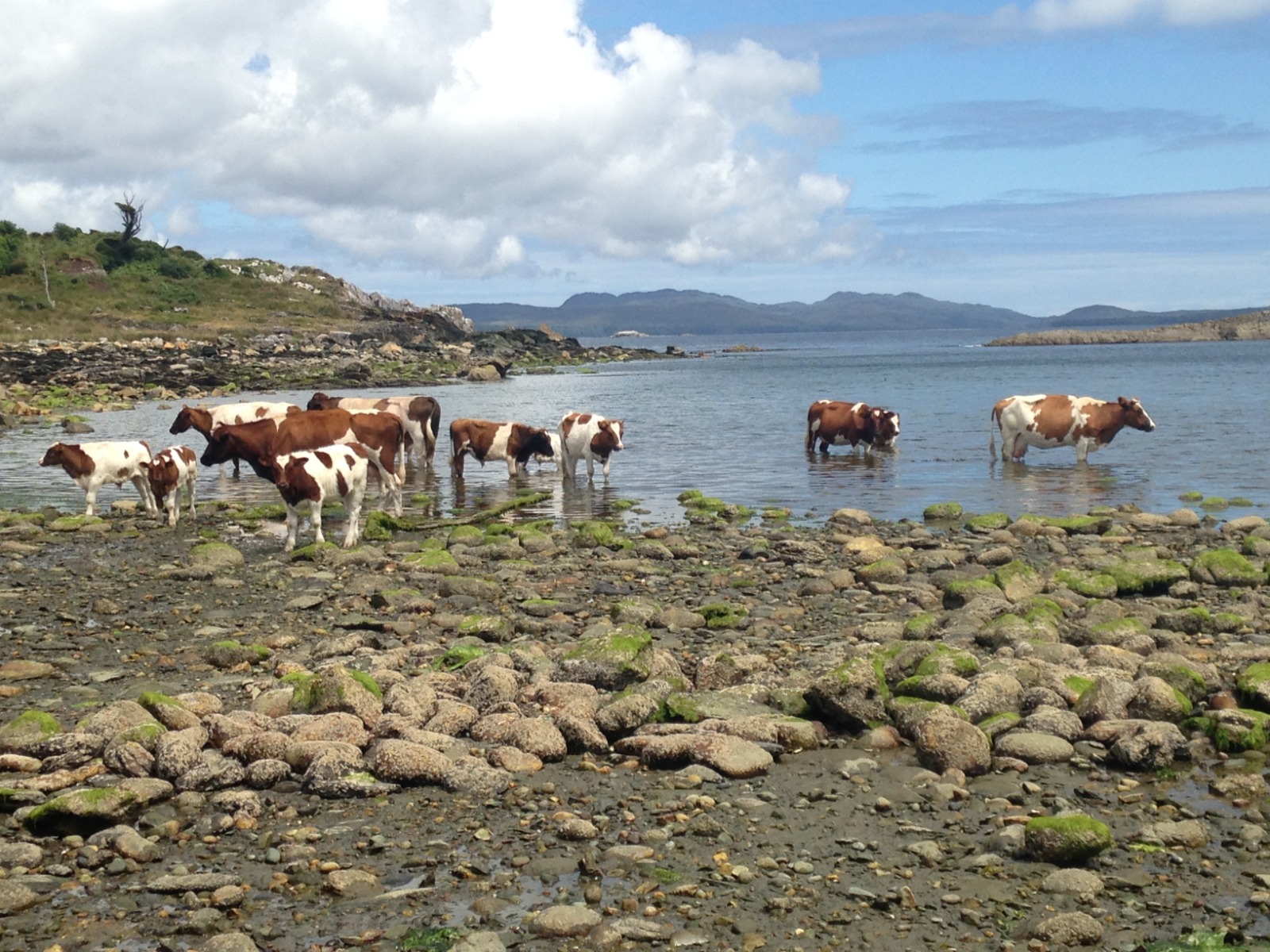 BAHÍA LOW, GUAITECAS
