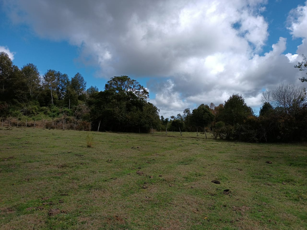 VENDO - Campo de 25 Há en Fresia 