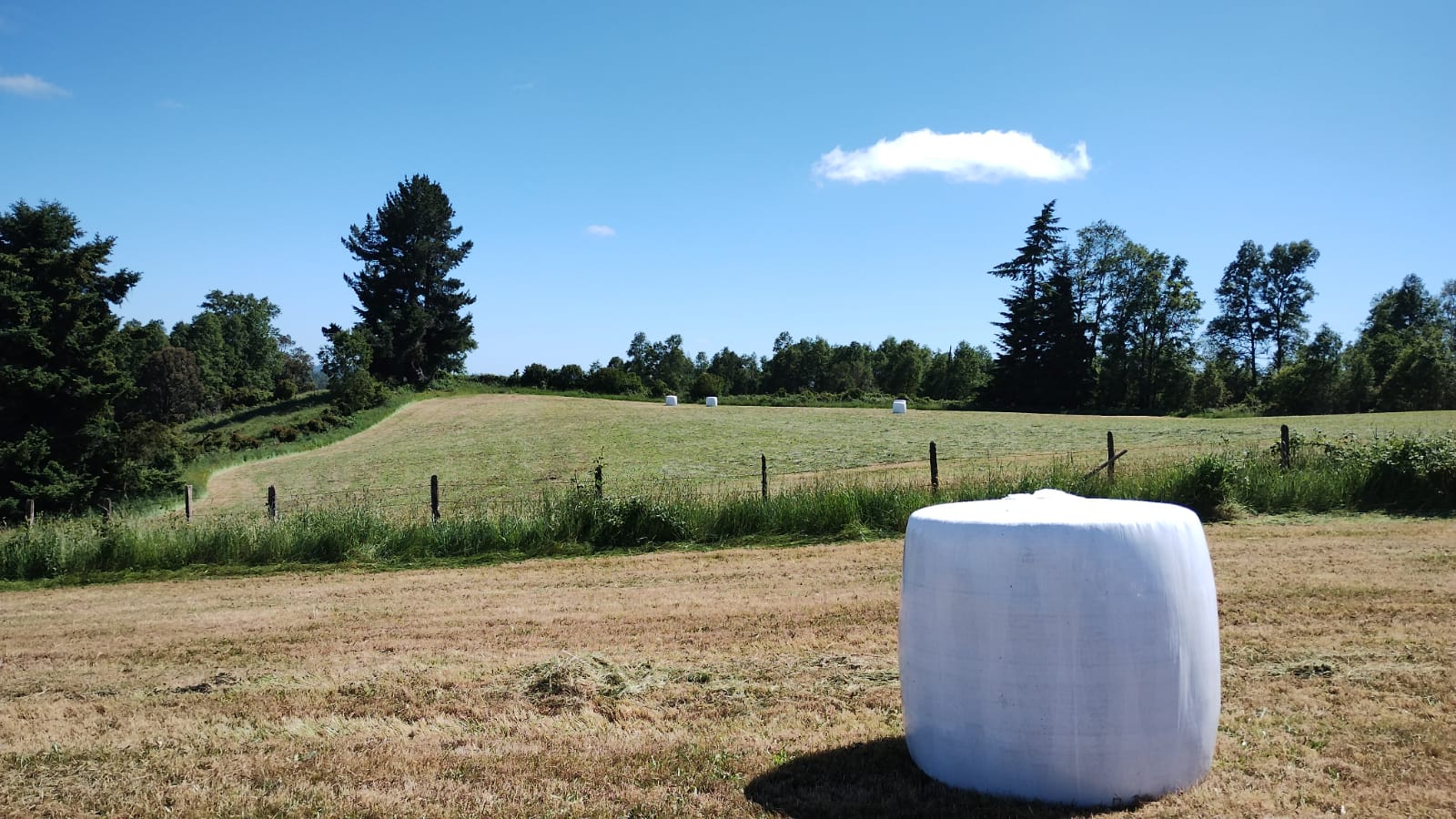 VENDO - Campo de 33 Há en Rio Frio, Los Muermos