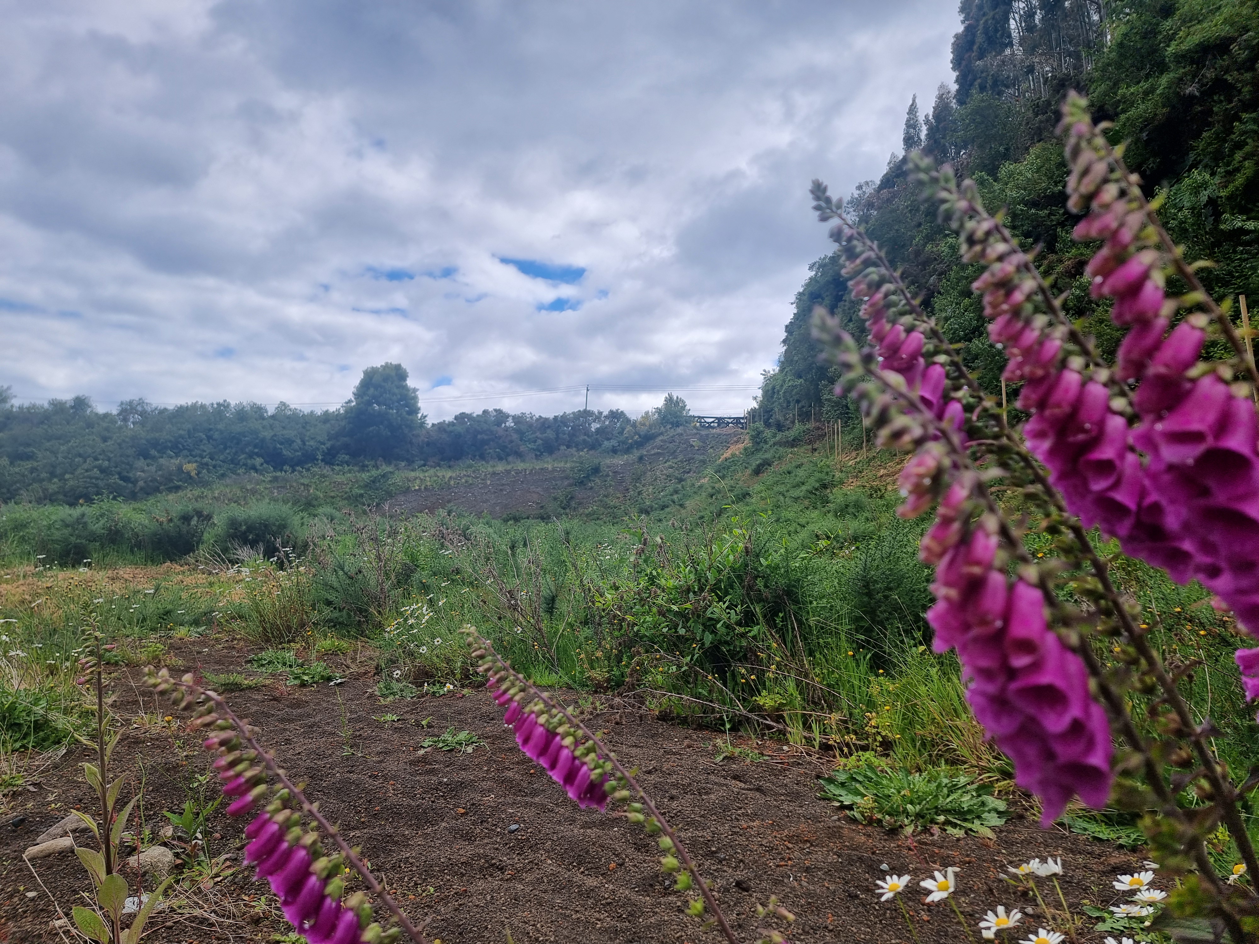 VENDO - PARCELA ORILLA DE RUTA CAMINO A ENSENADA 