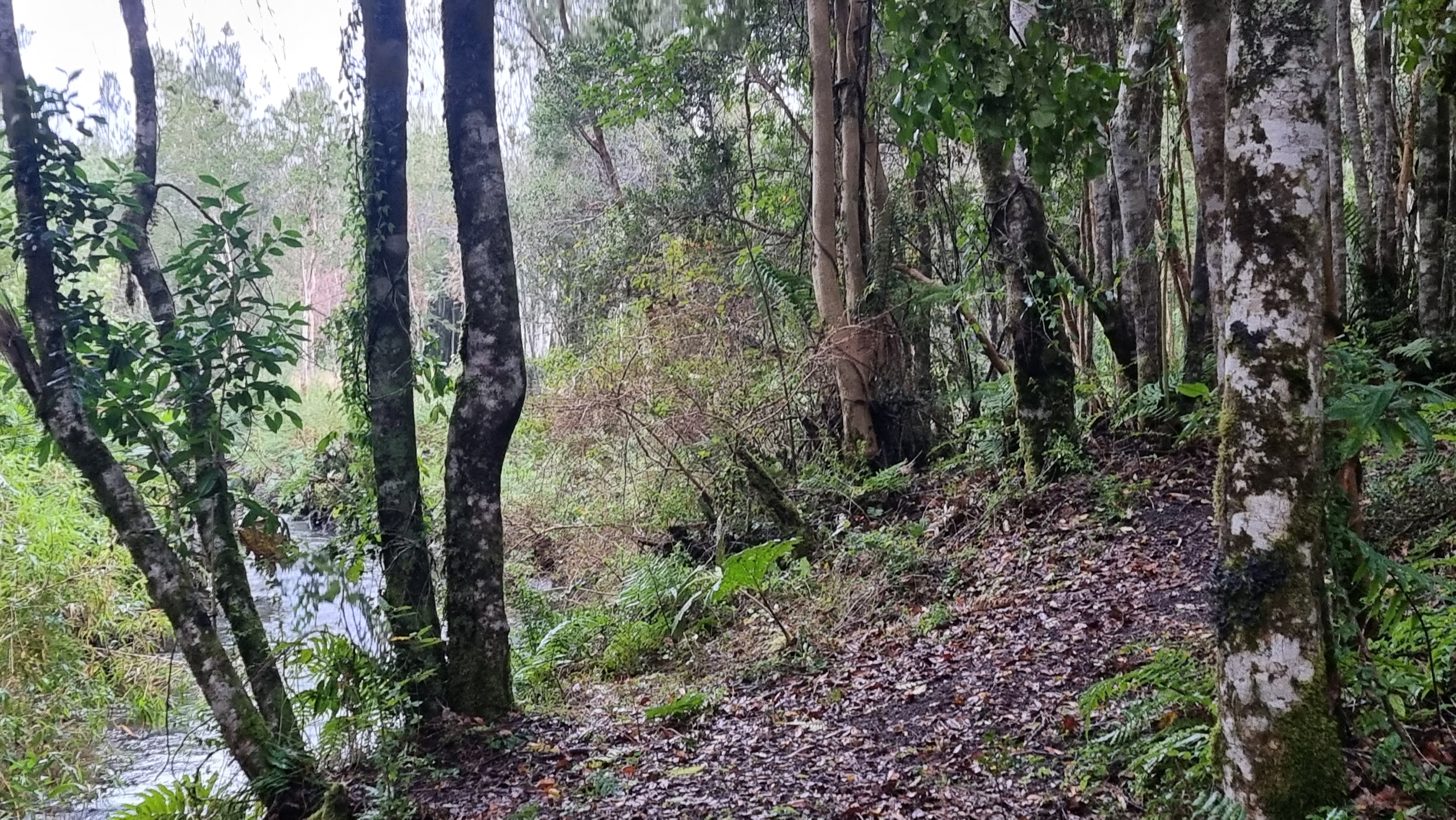 PARCELACIÓN EN RÍO TEPÚ, PARCELAS DESDE 2.500 UF