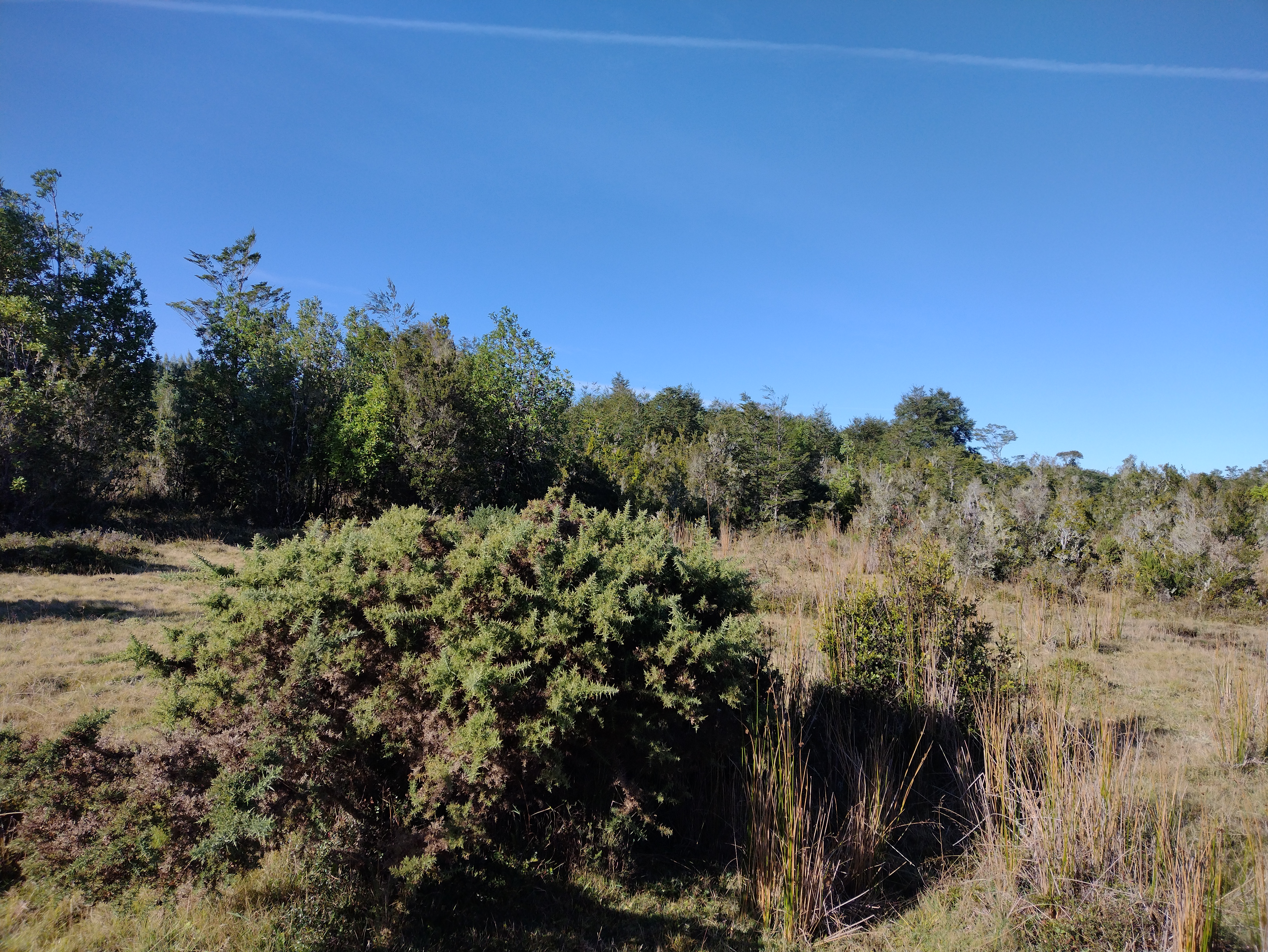 VENDO - CAMPO 82 HA EN PARGUA