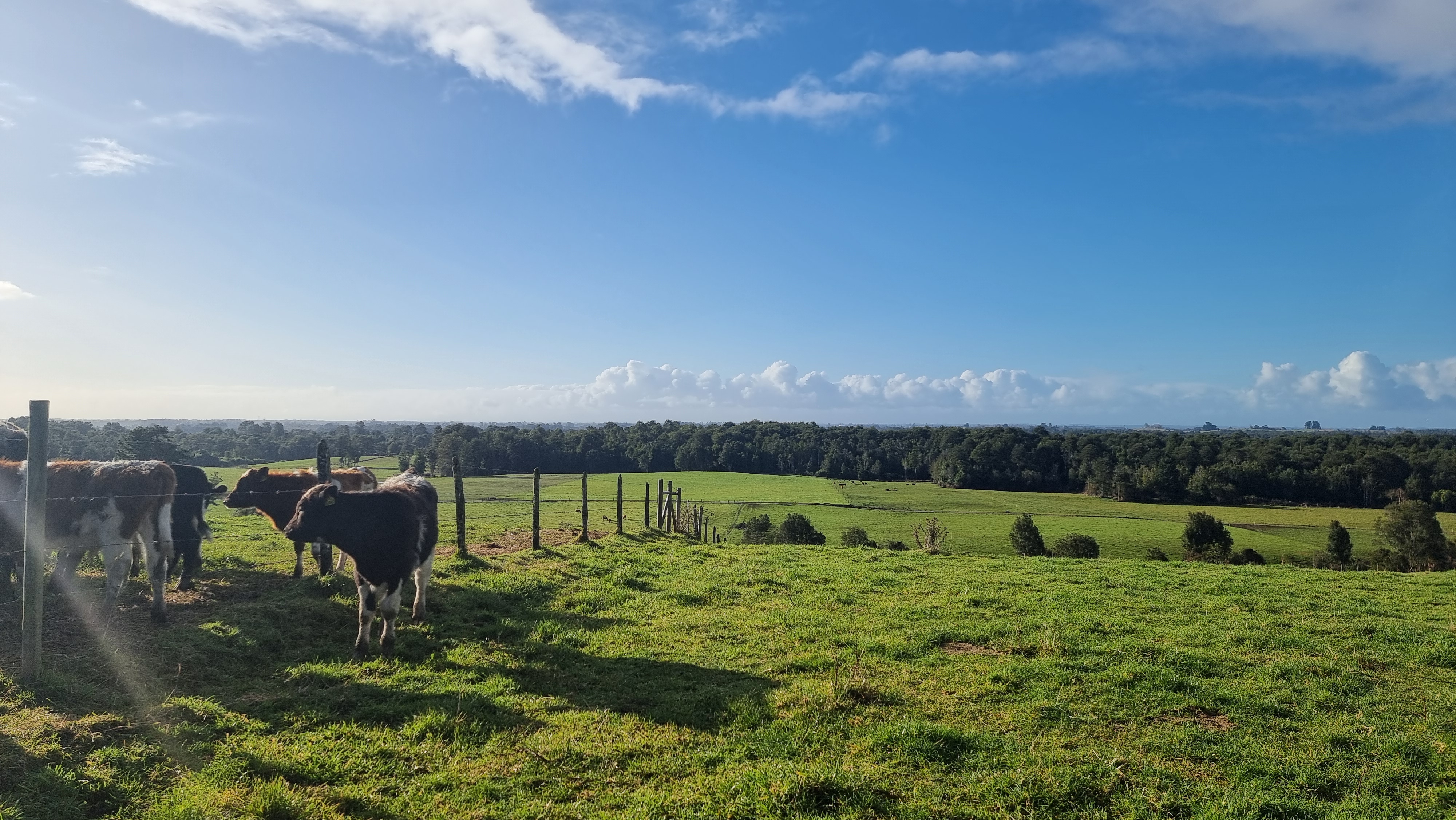 CAMPO 245 HA EN LOS MUERMOS