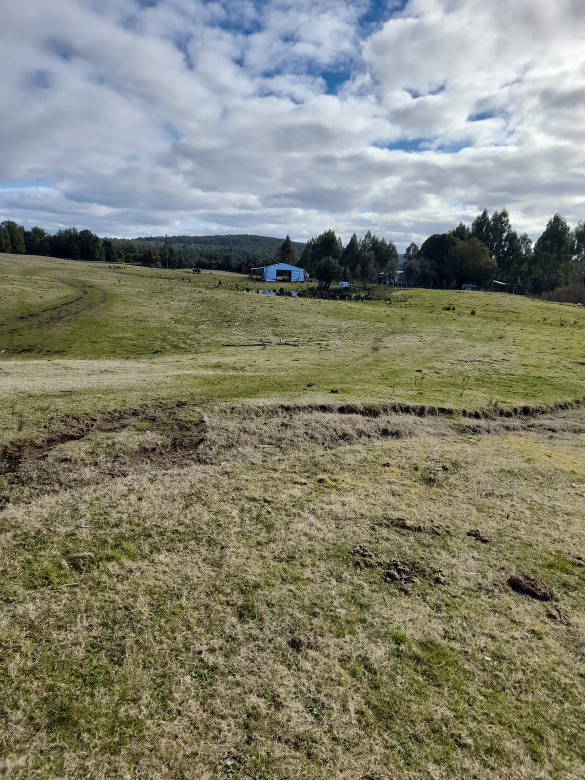 VENDO - Campo de 59 Ha en Quellón